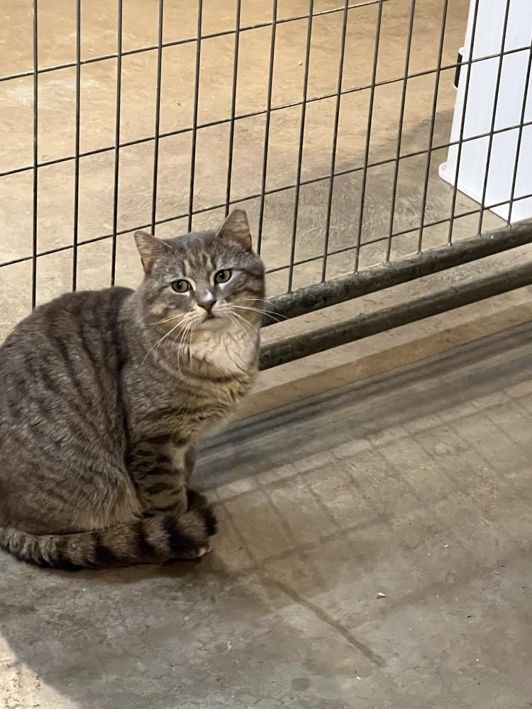 Enlarge Roman *SPIRIT CAT*, a Adoptable Domestic Short Hair in Bolton, CT image 1/6