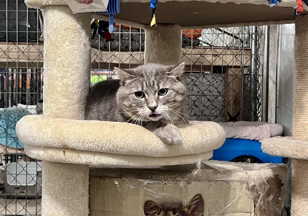 Enlarge Roman *SPIRIT CAT*, a Adoptable Domestic Short Hair in Bolton, CT image 2/6