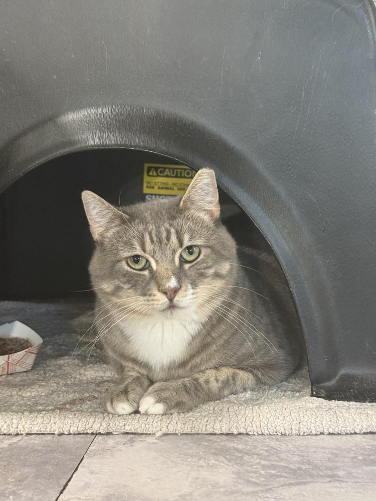 Enlarge Roman *SPIRIT CAT*, a Adoptable Domestic Short Hair in Bolton, CT image 2/6