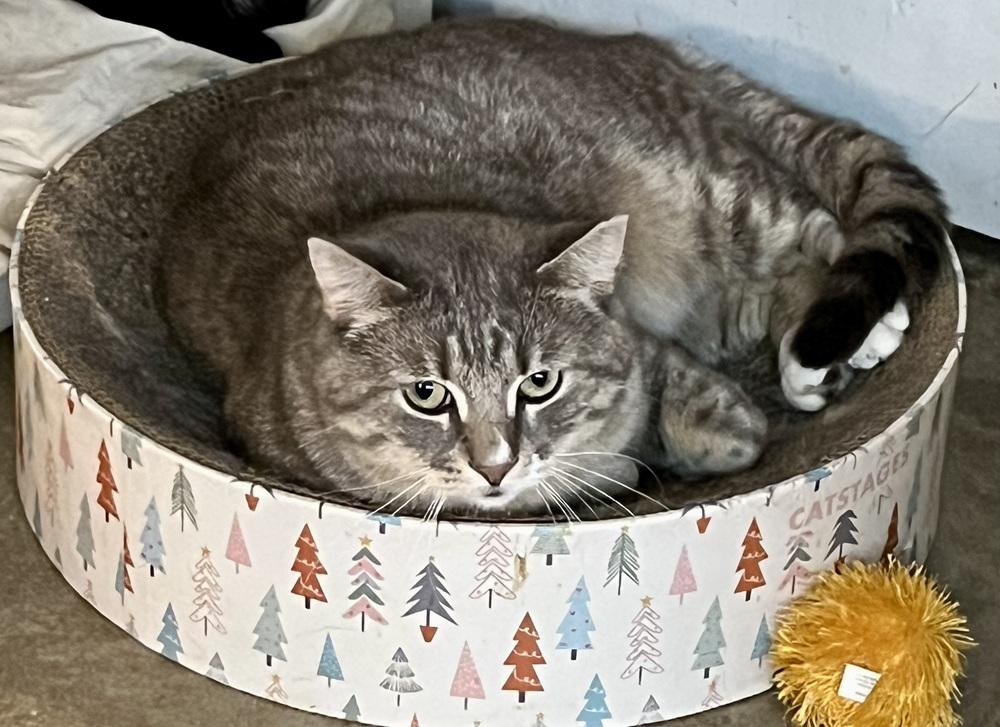 Enlarge Roman *SPIRIT CAT*, a Adoptable Domestic Short Hair in Bolton, CT image 3/6