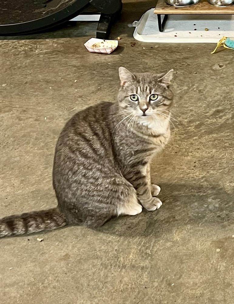 Enlarge Roman *SPIRIT CAT*, a Adoptable Domestic Short Hair in Bolton, CT image 4/6