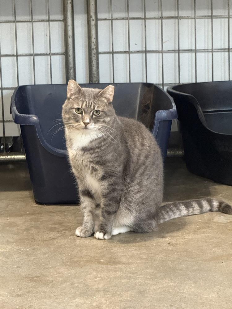 Enlarge Roman *SPIRIT CAT*, a Adoptable Domestic Short Hair in Bolton, CT image 4/6