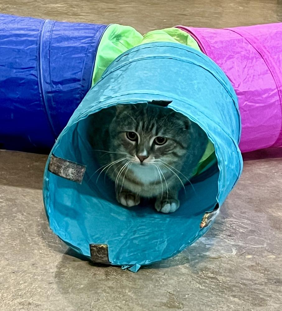 Enlarge Roman *SPIRIT CAT*, a Adoptable Domestic Short Hair in Bolton, CT image 5/6