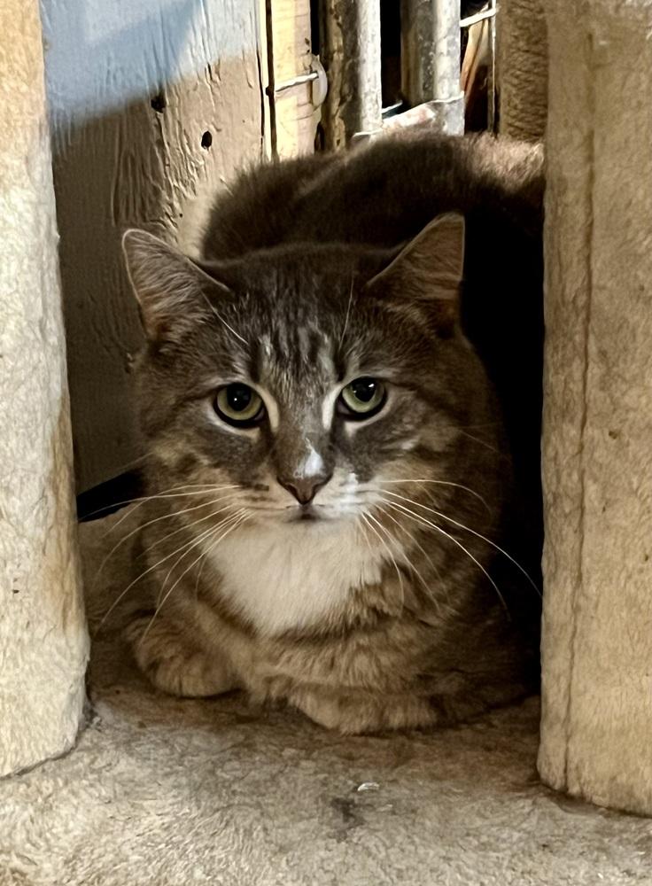 Enlarge Roman *SPIRIT CAT*, a Adoptable Domestic Short Hair in Bolton, CT image 6/6