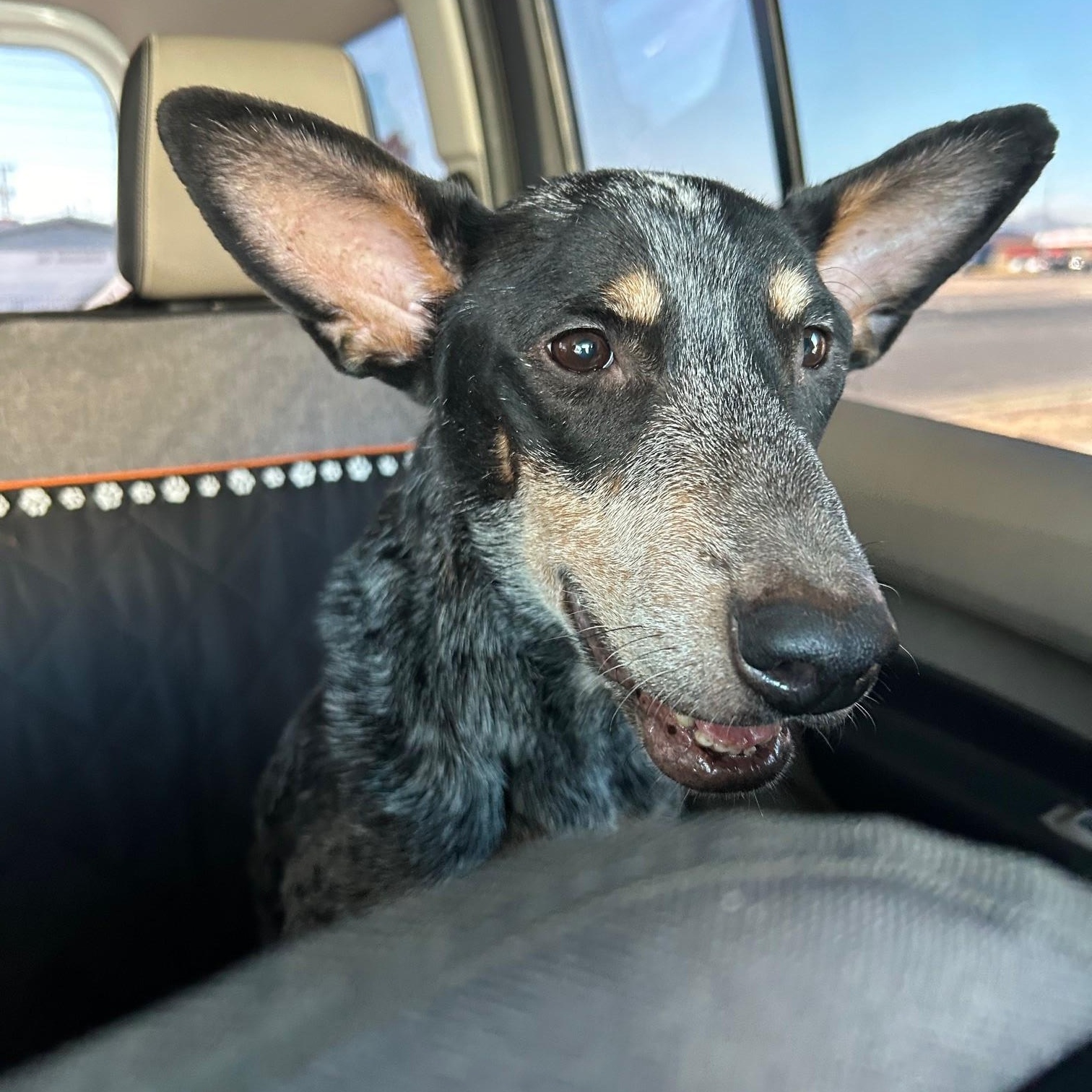 Enlarge Bonnet, a Adoptable Australian Cattle Dog / Blue Heeler in El Paso, TX image 1/3