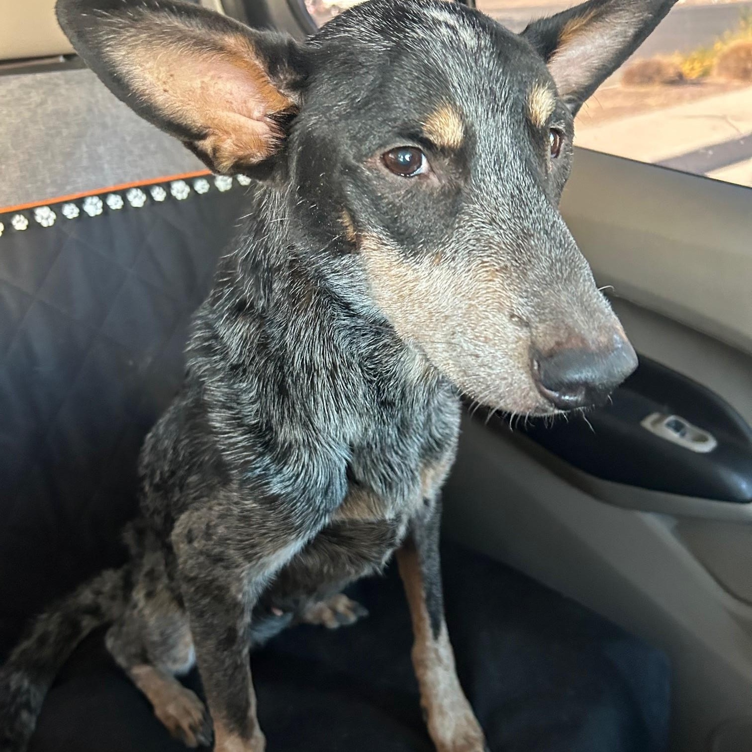 Bonnet, Adoptable, Adult Female Australian Cattle Dog / Blue Heeler.