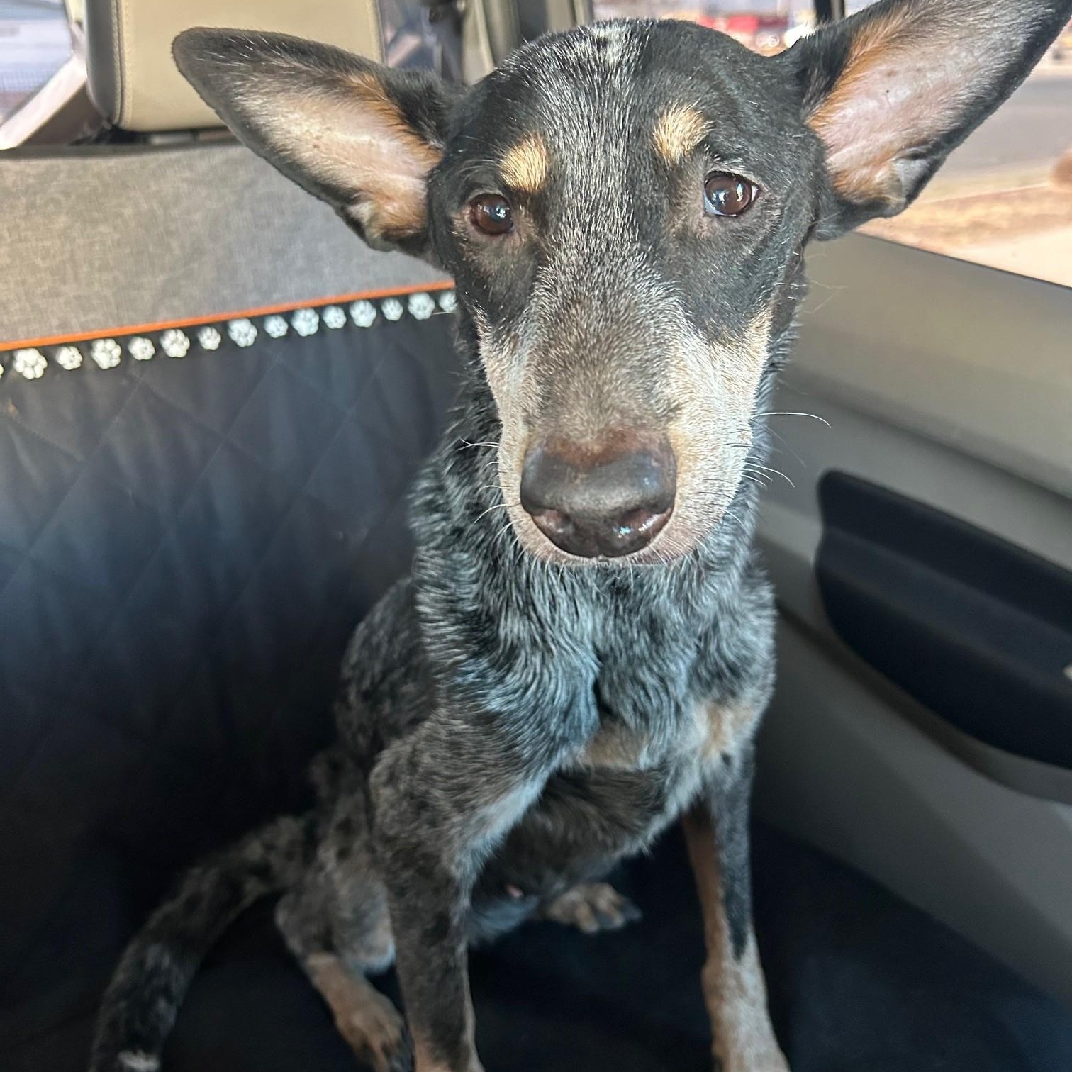 Enlarge Bonnet, a Adoptable Australian Cattle Dog / Blue Heeler in El Paso, TX image 3/3