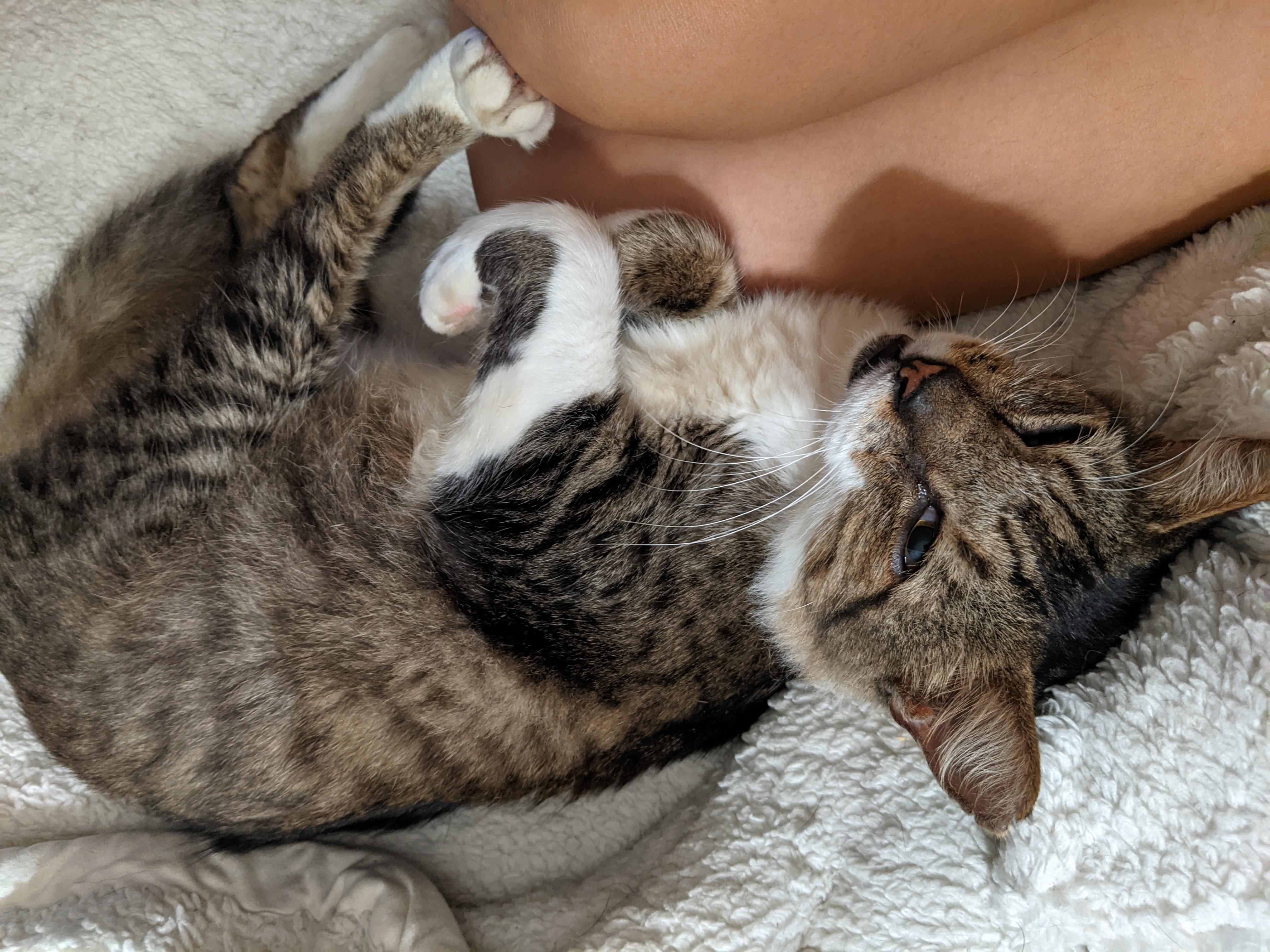 Ace, a Adoptable Domestic Medium Hair in Mililani, HI image 1/12