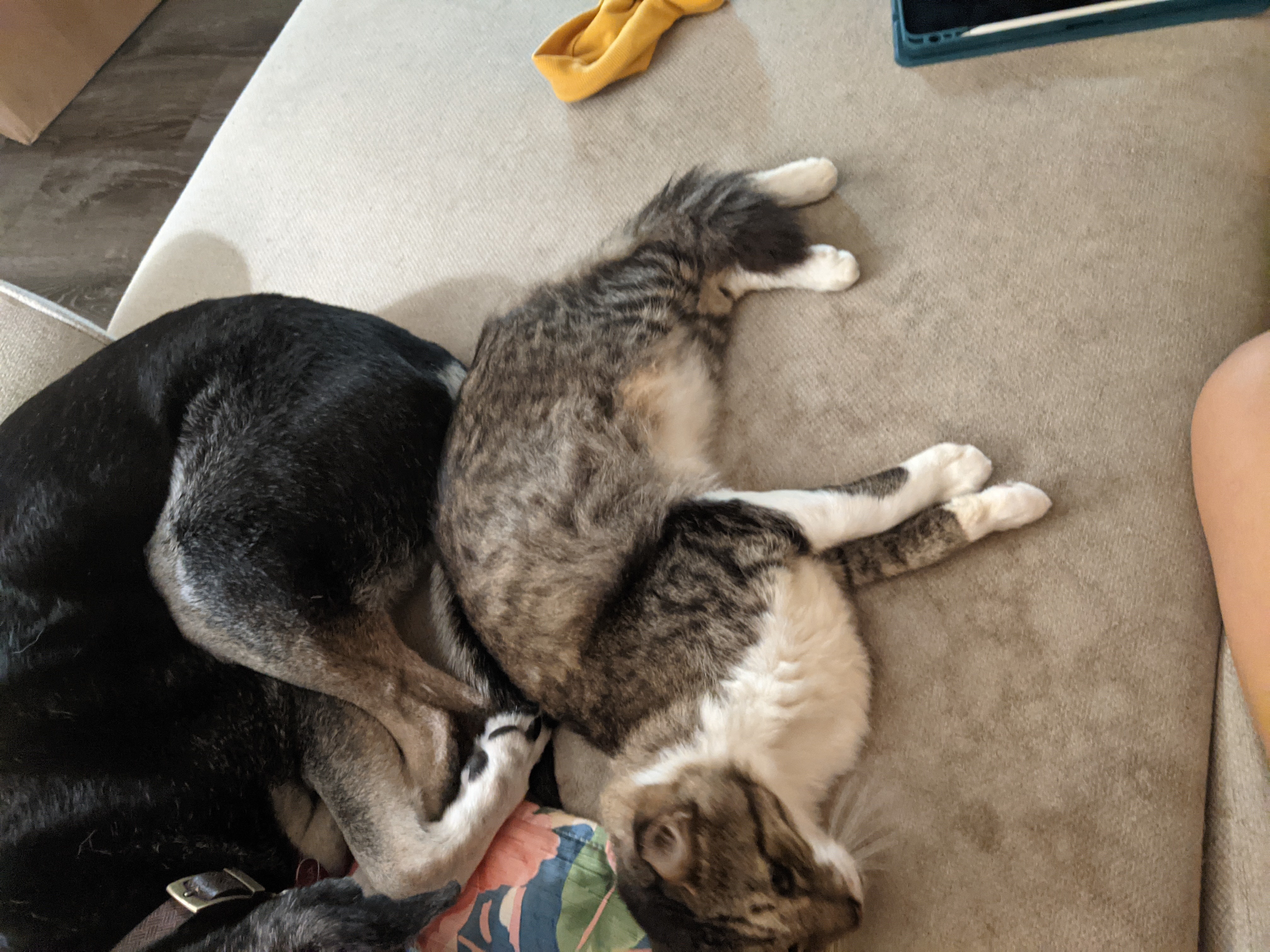 Ace, a Adoptable Domestic Medium Hair in Mililani, HI image 2/12