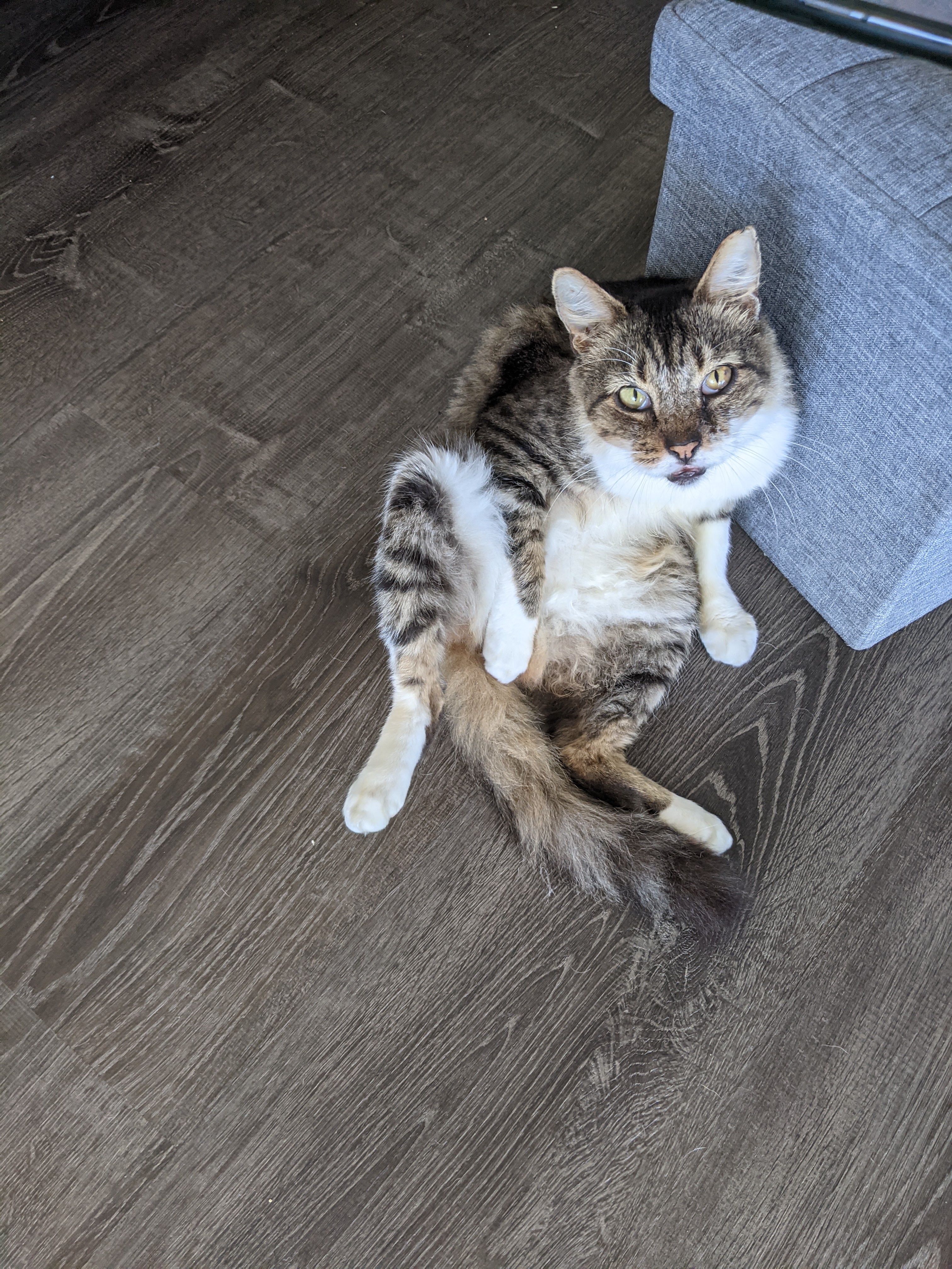 Ace, a Adoptable Domestic Medium Hair in Mililani, HI image 3/12