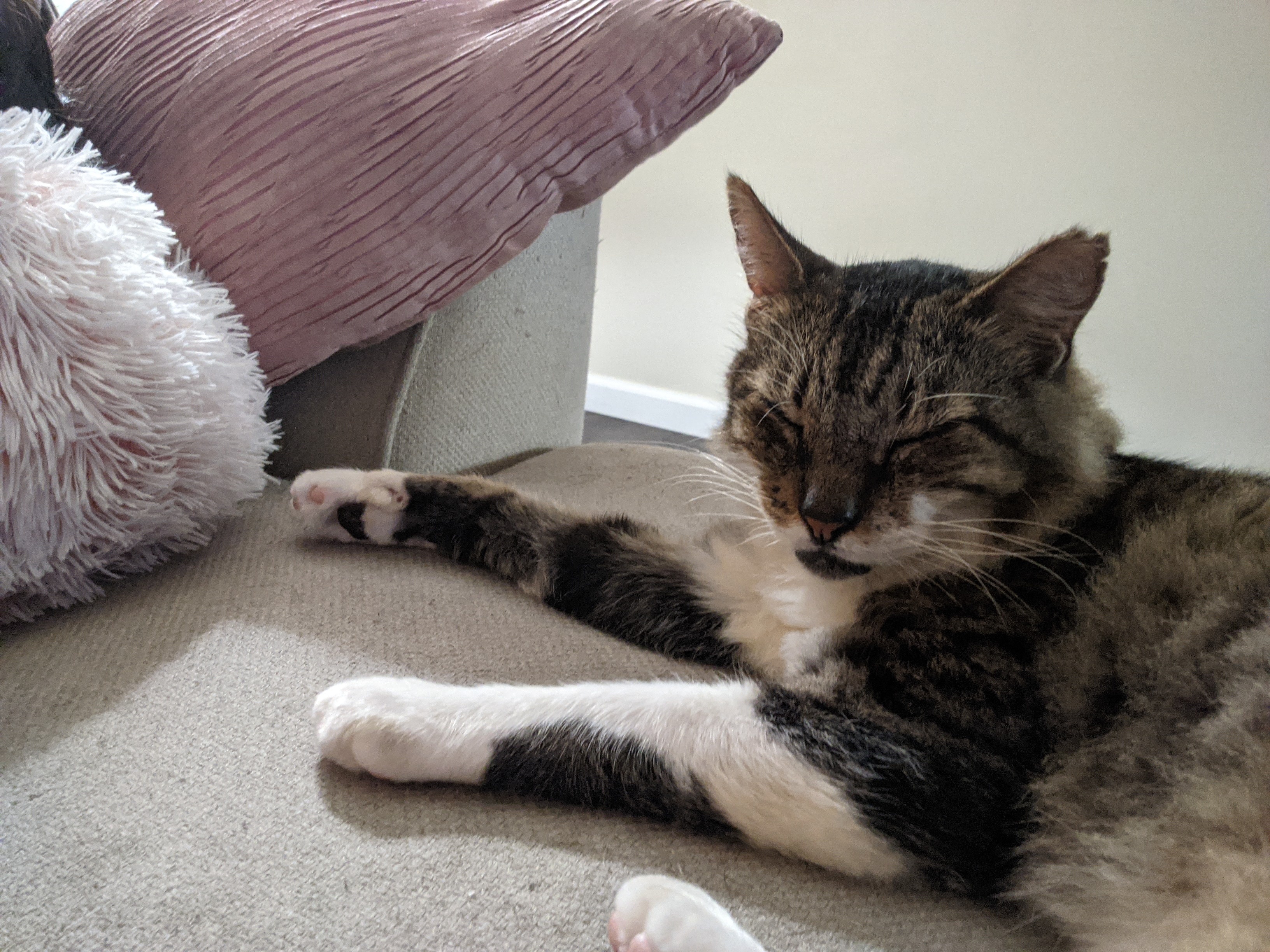 Ace, a Adoptable Domestic Medium Hair in Mililani, HI image 4/12