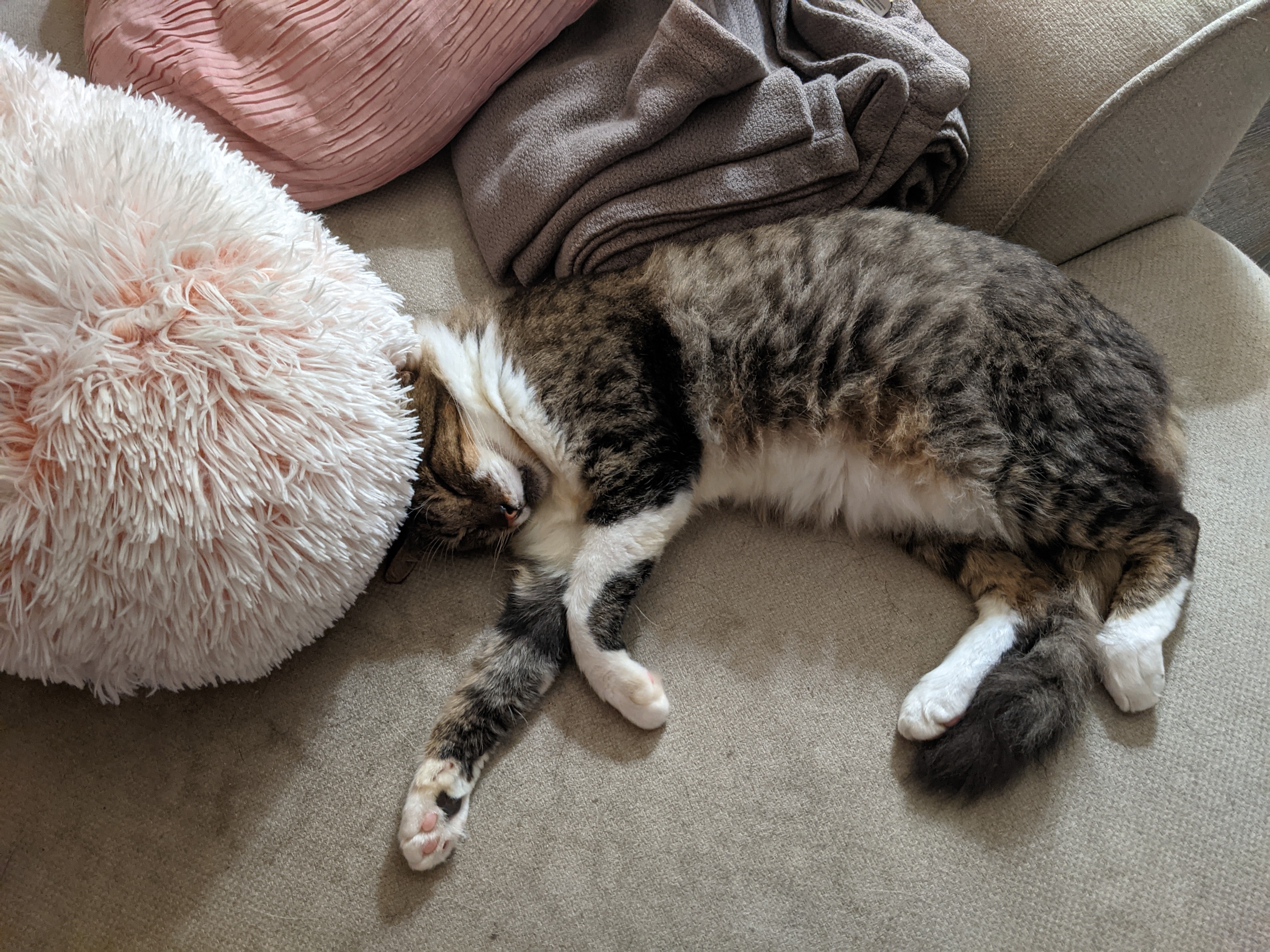 Ace, a Adoptable Domestic Medium Hair in Mililani, HI image 5/12