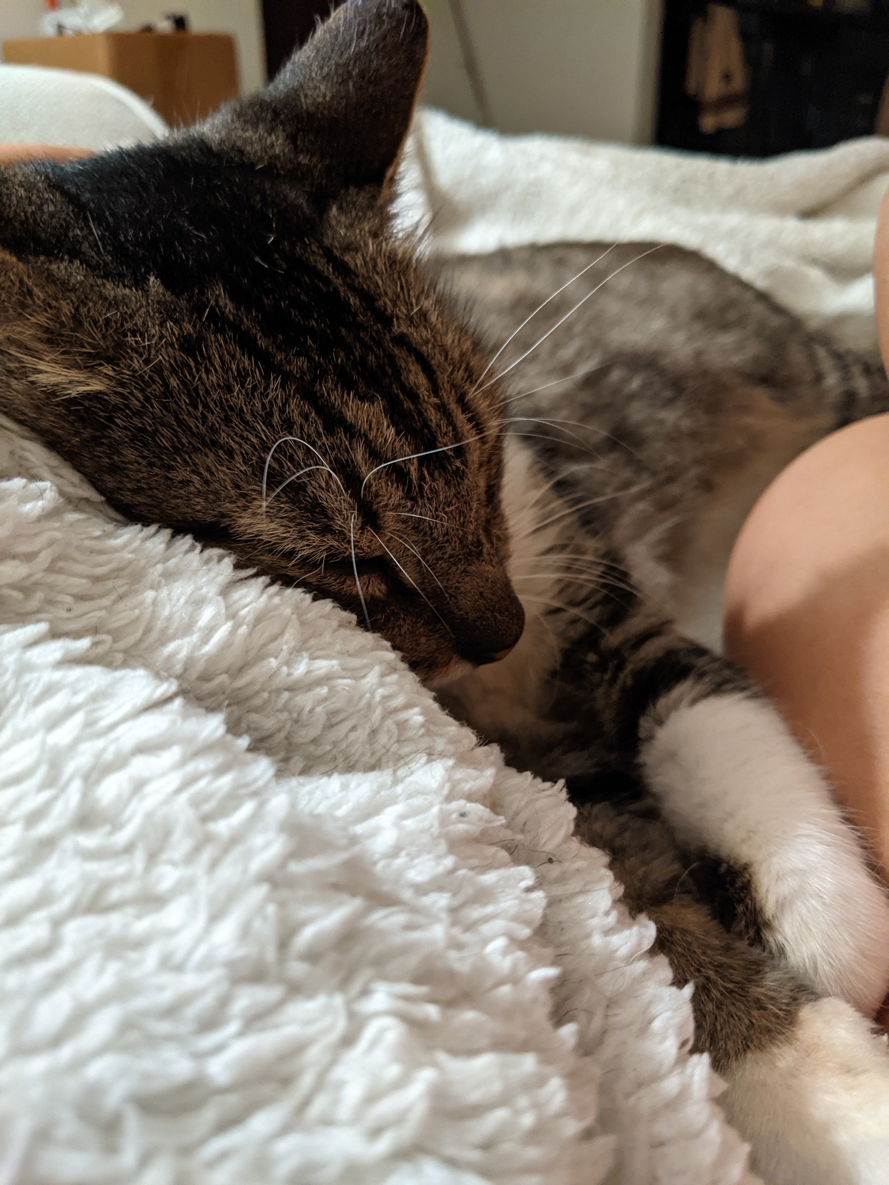 Ace, a Adoptable Domestic Medium Hair in Mililani, HI image 6/12