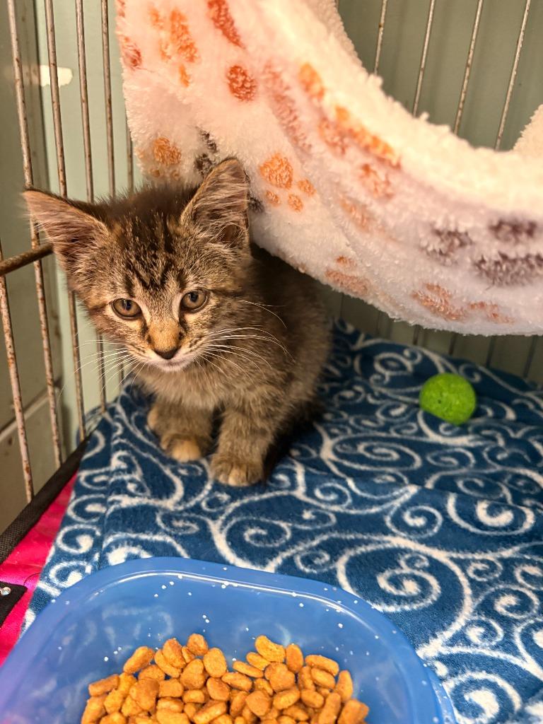 Charlie, Adoptable, Kitten Female Domestic Short Hair.