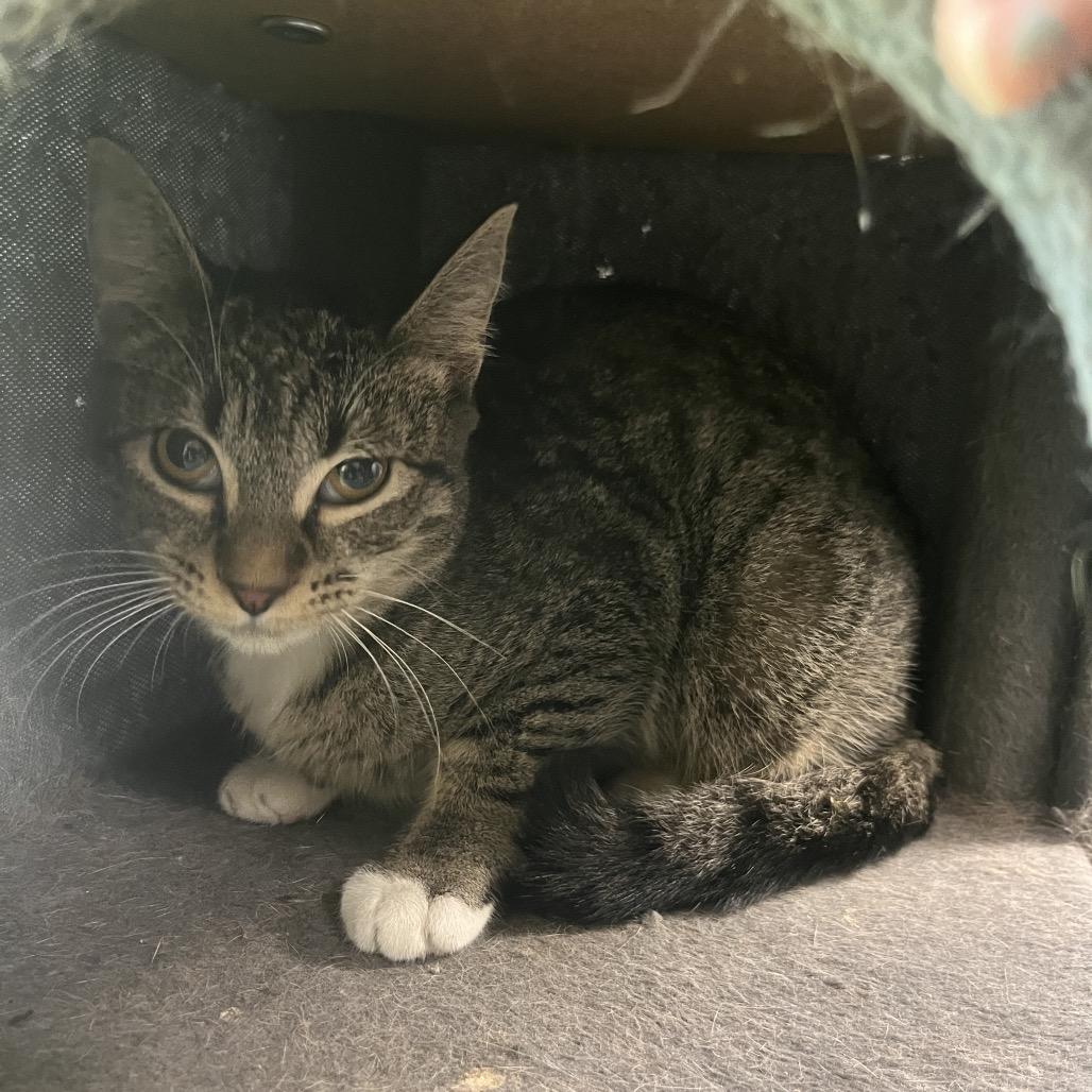 Billie Jean, Adoptable, Young Female Domestic Short Hair.