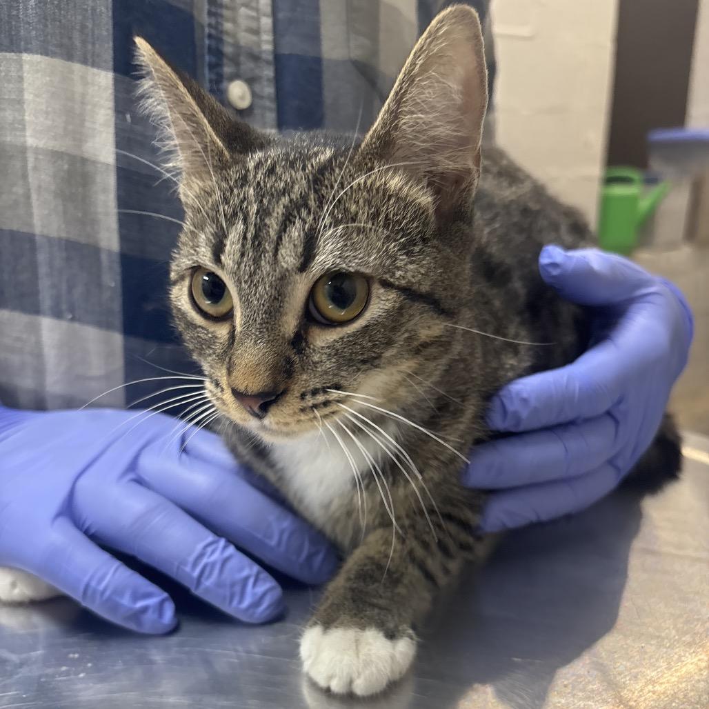 Enlarge Billie Jean, a Adoptable Domestic Short Hair in Clanton, AL image 2/2