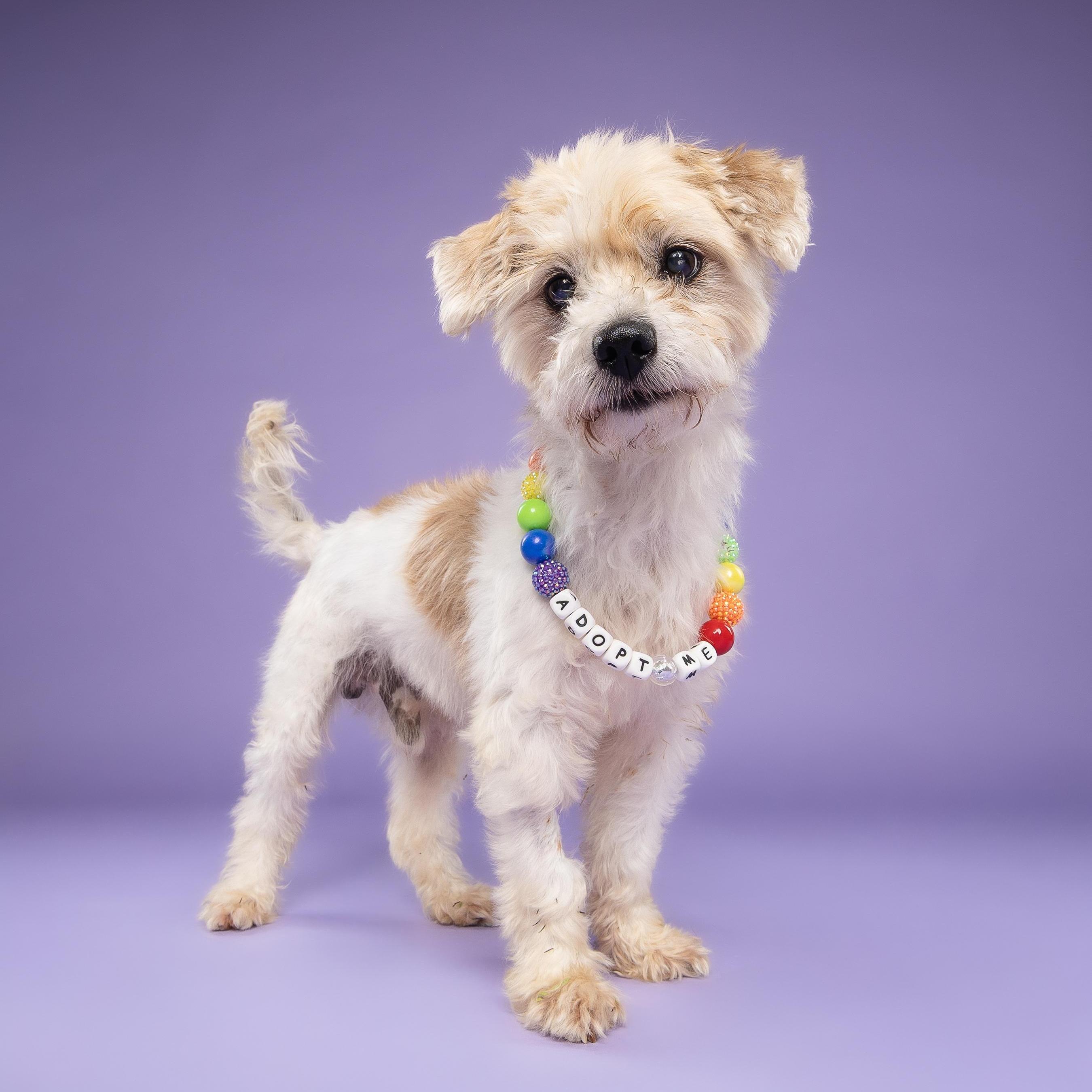 Enlarge Poncho, a Adoptable Lhasa Apso in Loxahatchee, FL image 1/4