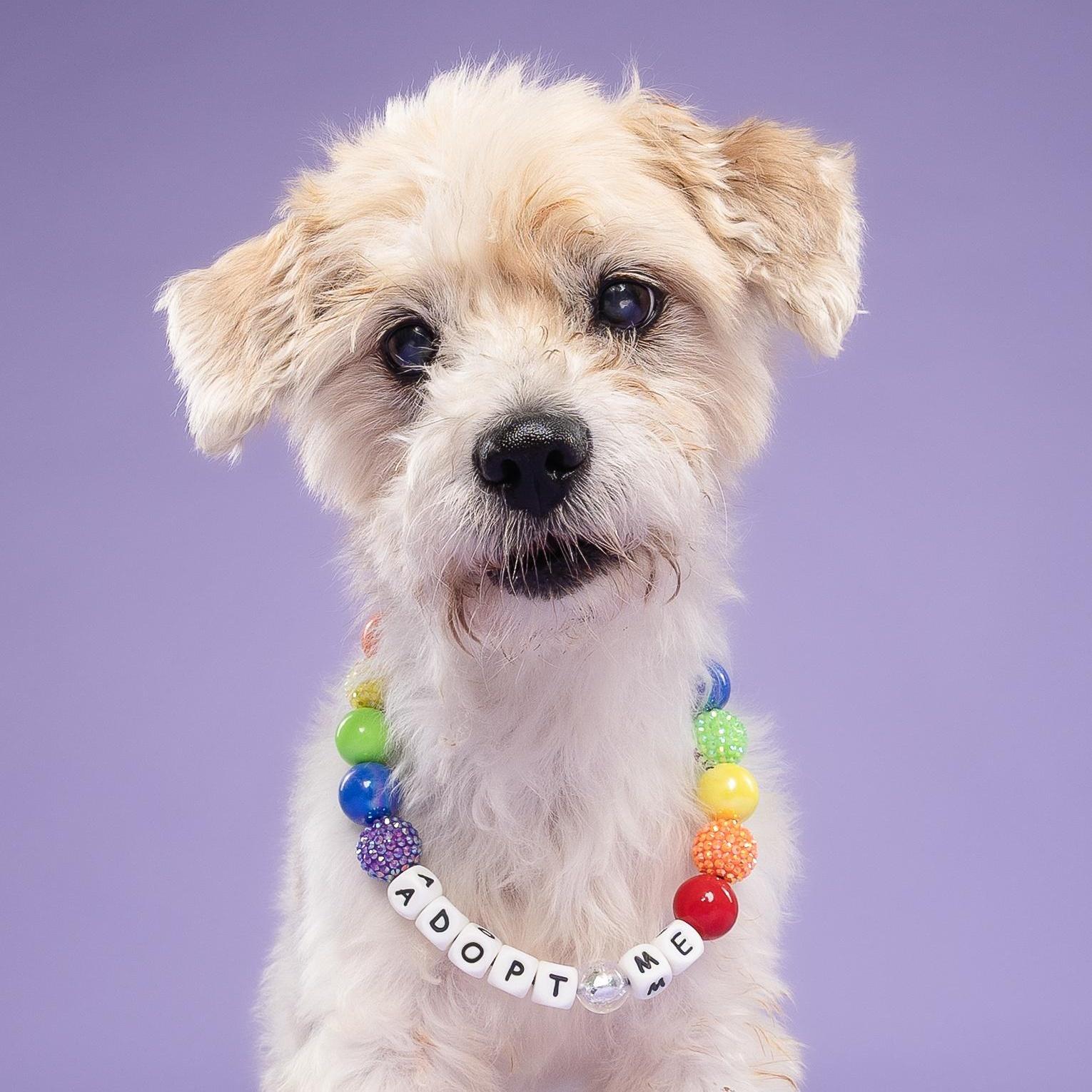 Enlarge Poncho, a Adoptable Lhasa Apso in Loxahatchee, FL image 2/4