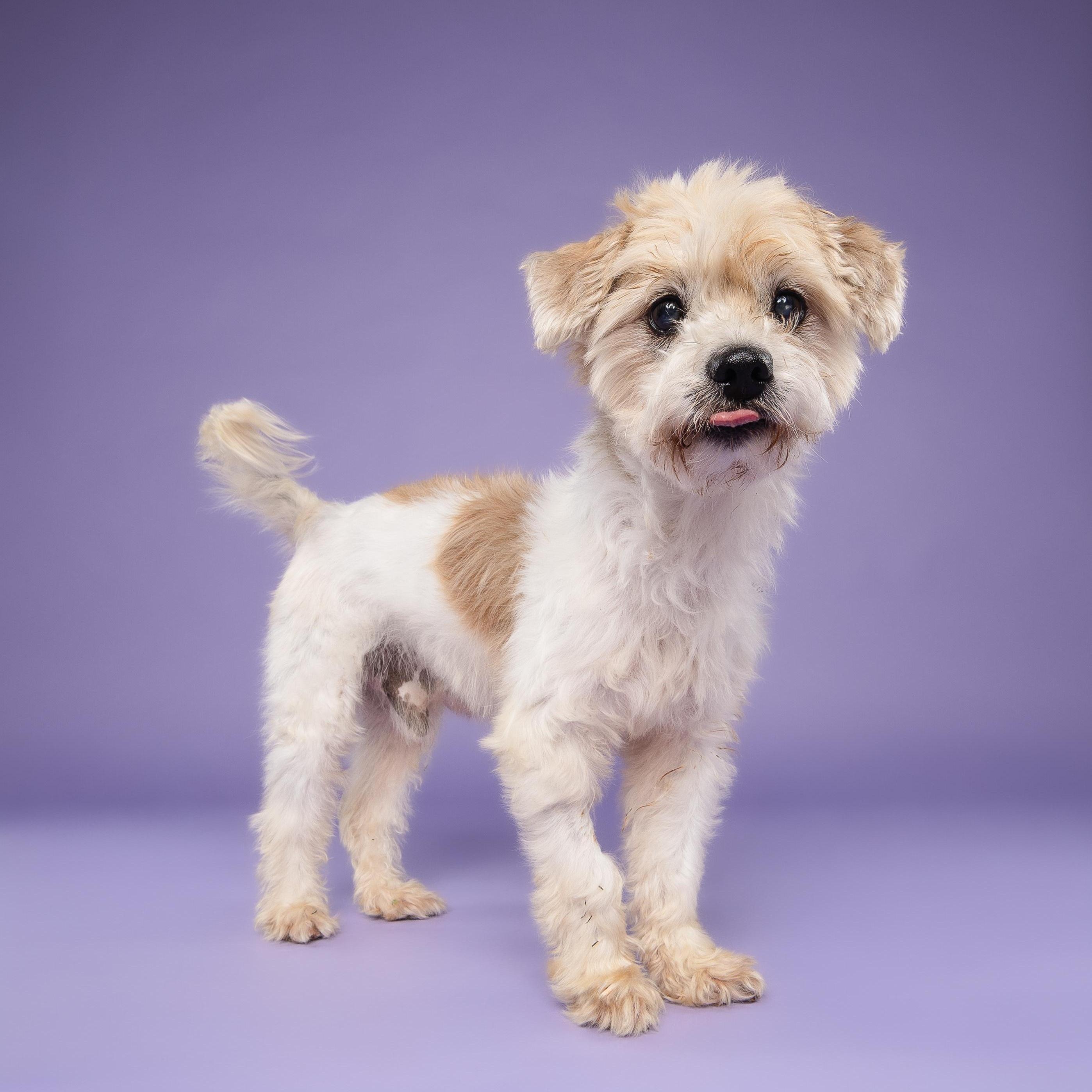 Enlarge Poncho, a Adoptable Lhasa Apso in Loxahatchee, FL image 3/4
