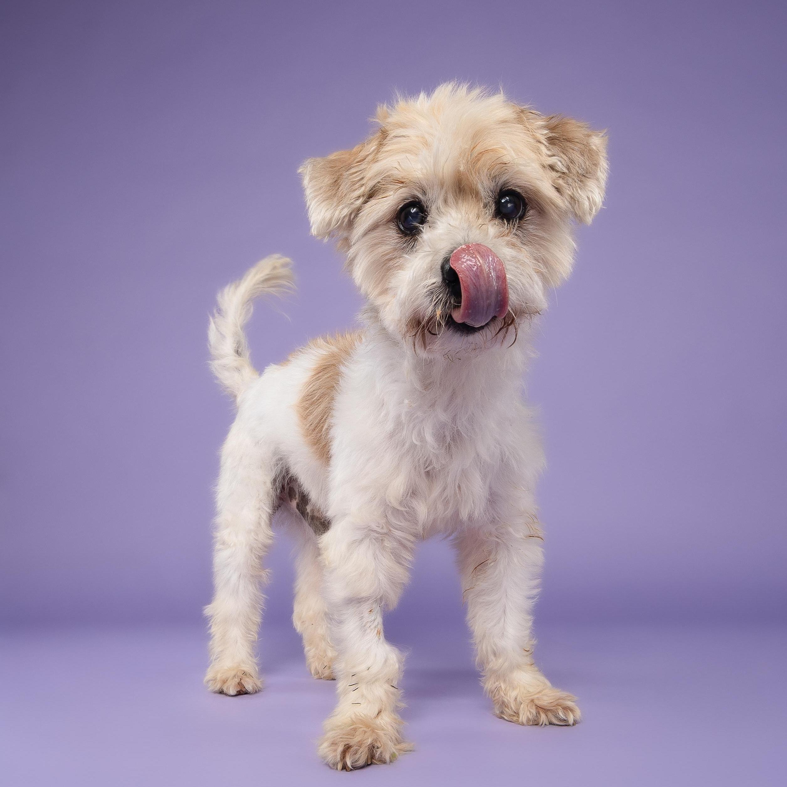 Enlarge Poncho, a Adoptable Lhasa Apso in Loxahatchee, FL image 4/4