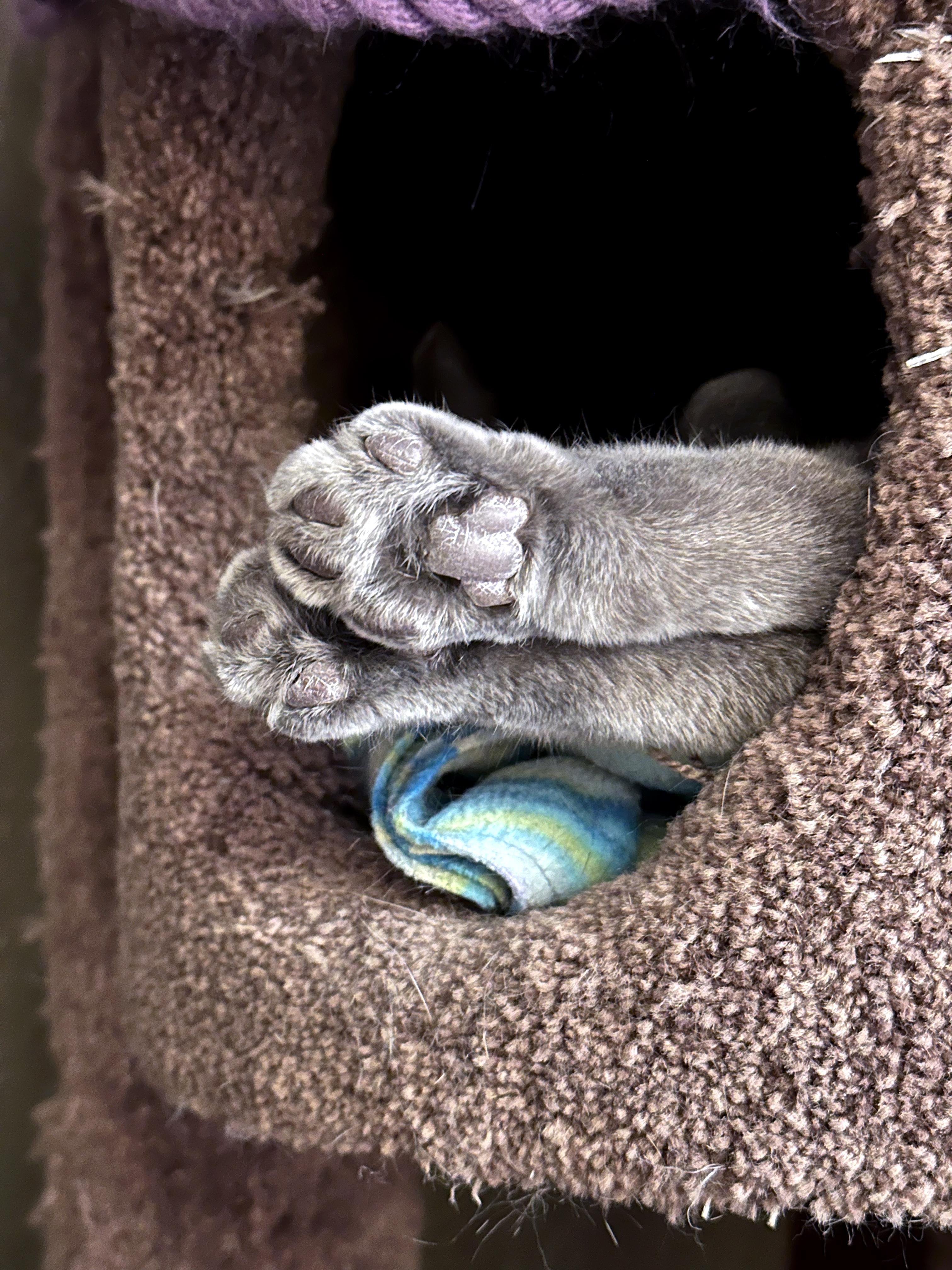 Pewter, a ADOPTABLE Domestic Short Hair in Crystal Lake, IL image 3/4