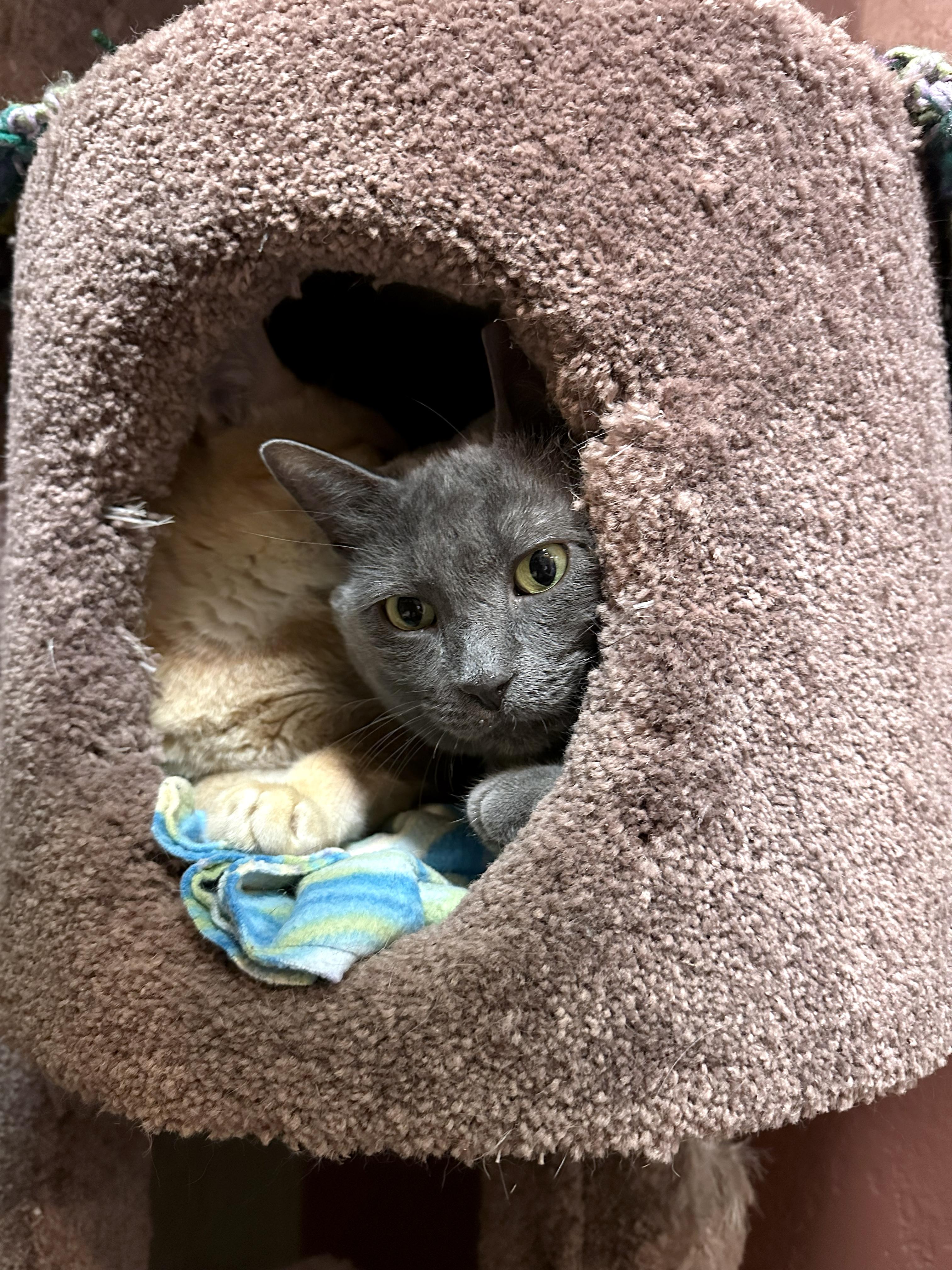 Pewter, a ADOPTABLE Domestic Short Hair in Crystal Lake, IL image 2/4