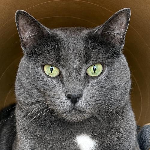 Enlarge Pewter, a Adoptable Domestic Short Hair in Crystal Lake, IL image 1/4