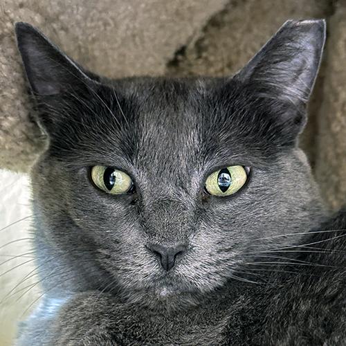 Pewter, ADOPTABLE, Adult Female Domestic Short Hair.