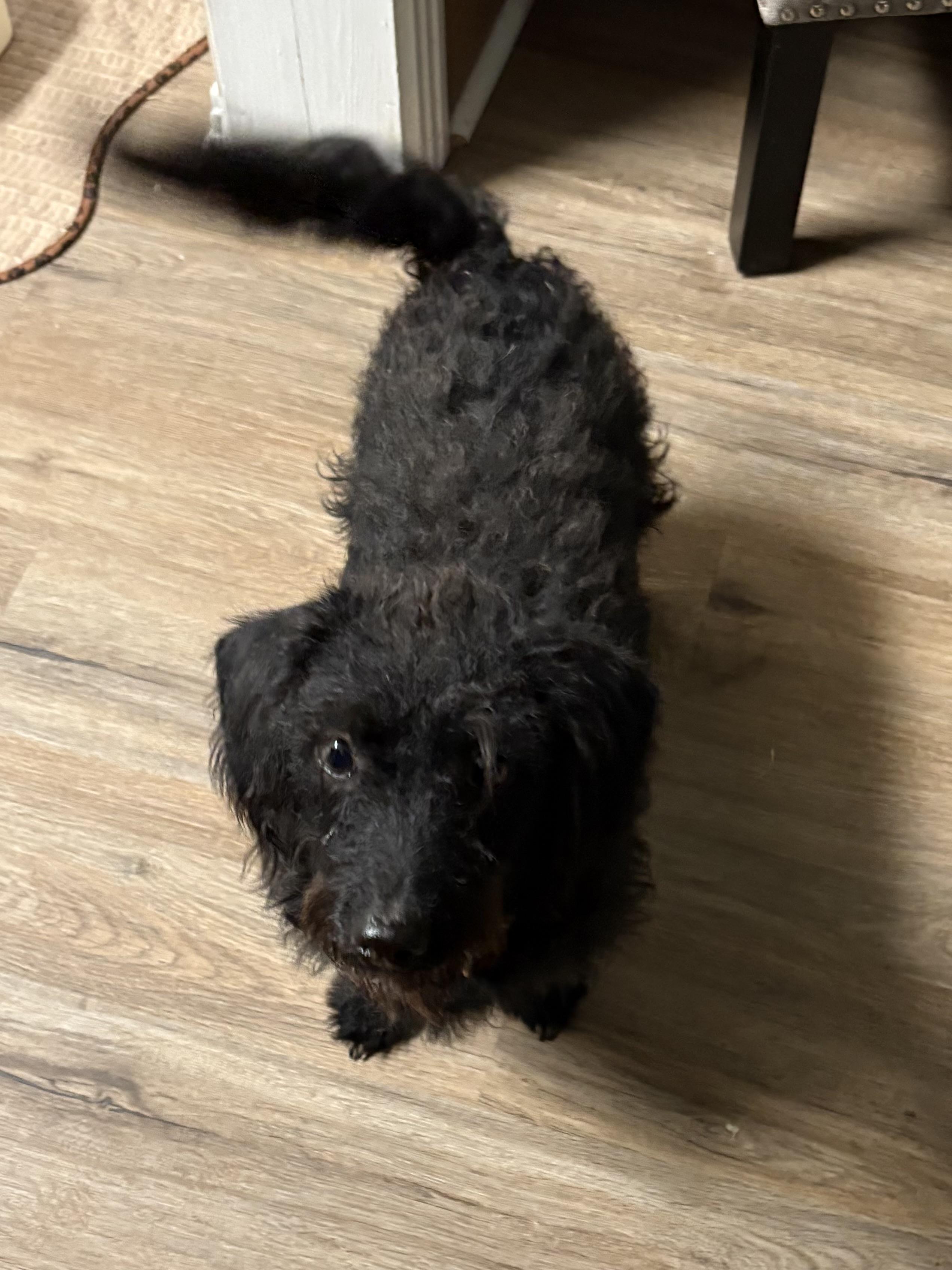 Enlarge Piper, an adoptable mixed breed in Texarkana, TX image 3/6