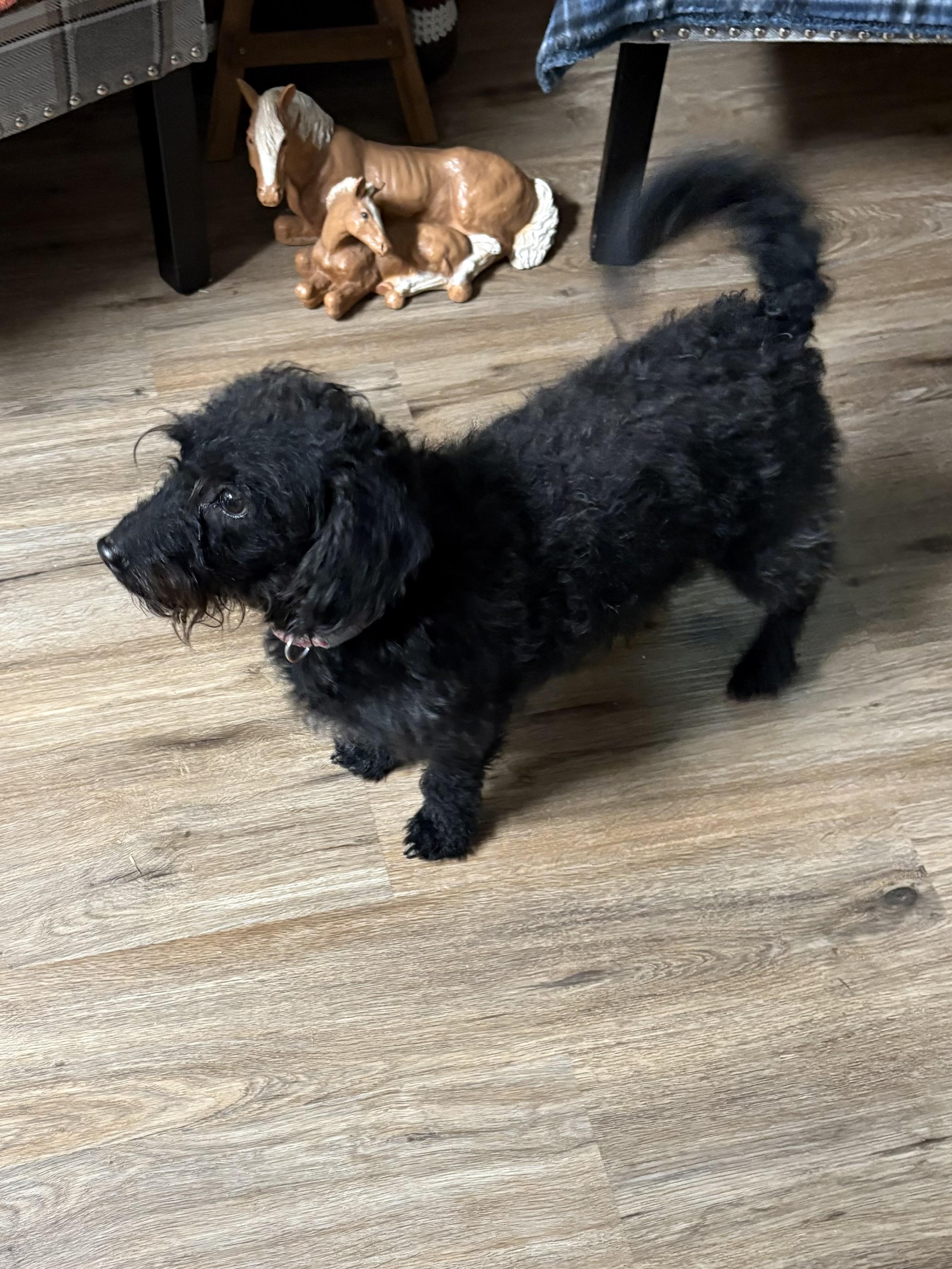 Enlarge Piper, an adoptable mixed breed in Texarkana, TX image 6/6