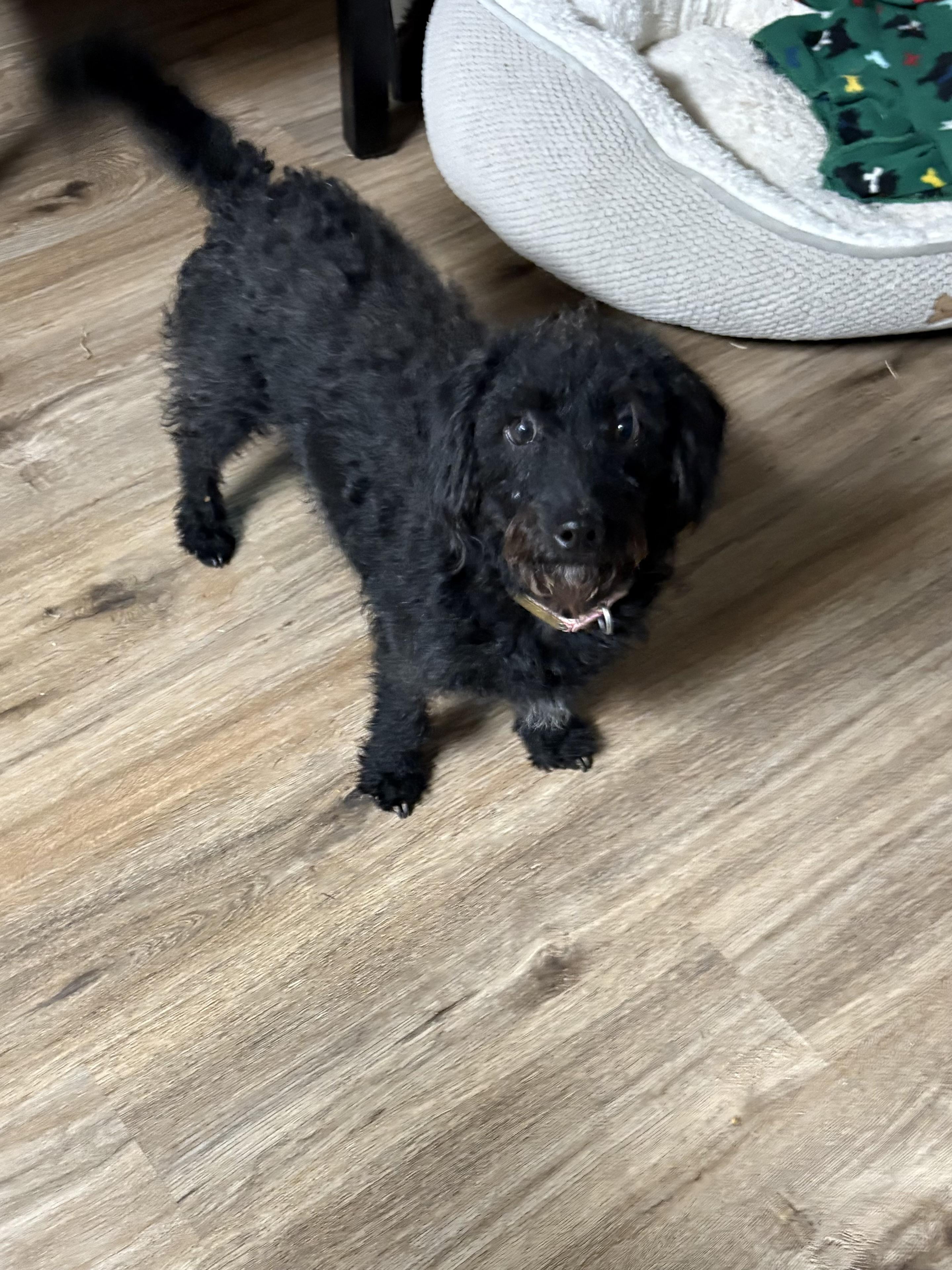 Enlarge Piper, an adoptable mixed breed in Texarkana, TX image 2/6