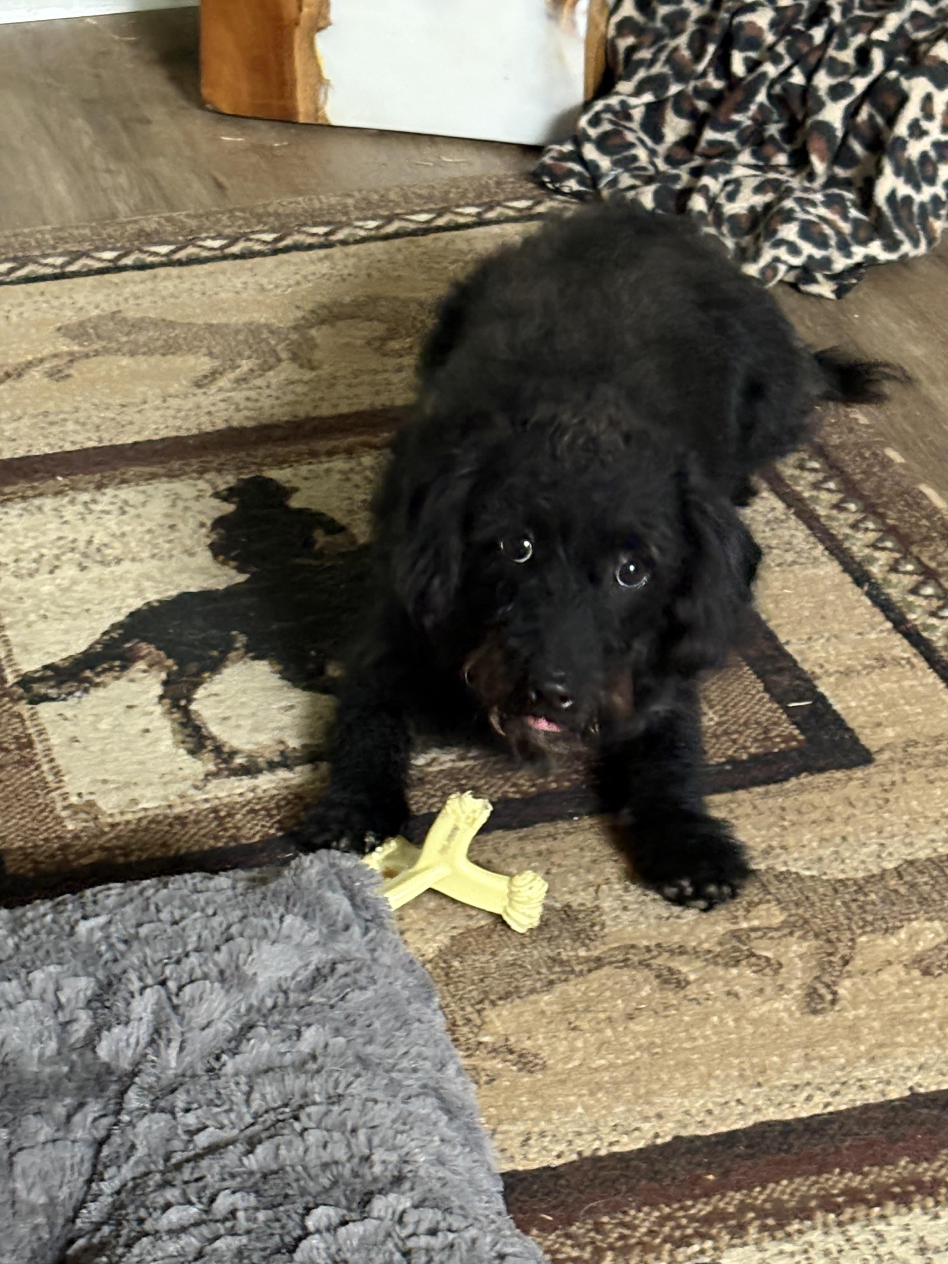 Enlarge Piper, an adoptable mixed breed in Texarkana, TX image 5/6