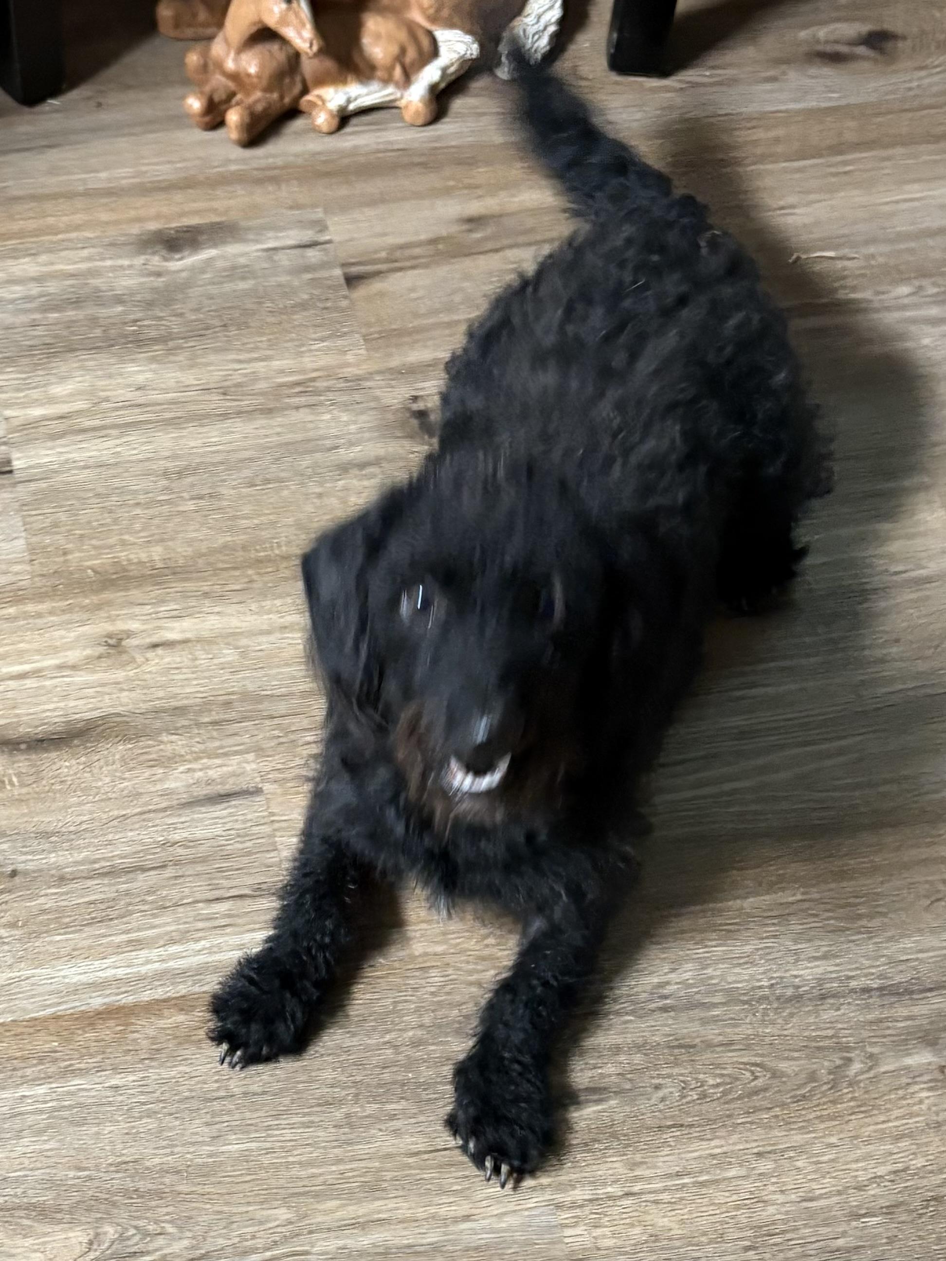 Enlarge Piper, an adoptable mixed breed in Texarkana, TX image 4/6