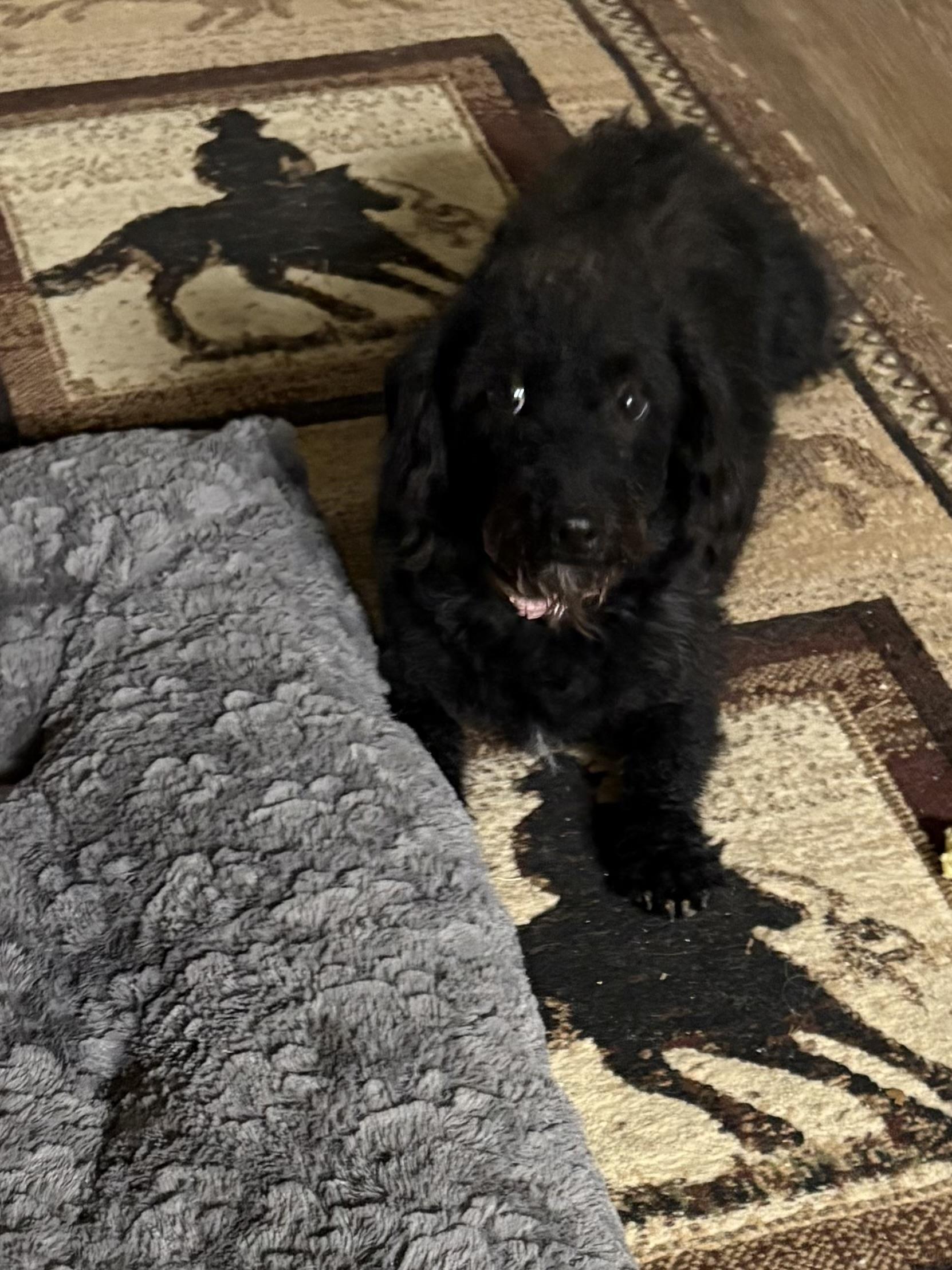 Enlarge Piper, an adoptable mixed breed in Texarkana, TX image 1/6