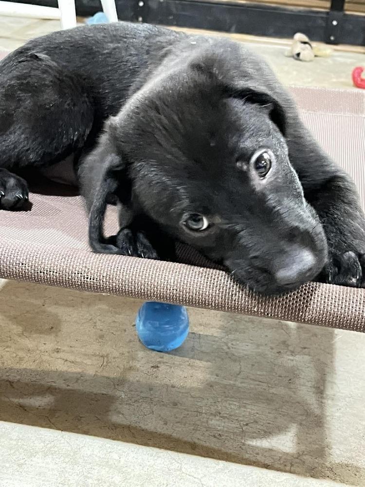 Enlarge Mellow (Easy Going Litter), a Adoptable mixed breed in New Albany, OH image 1/2