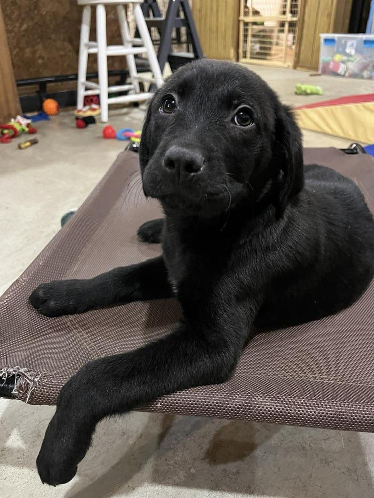 Enlarge Mellow (Easy Going Litter), a Adoptable mixed breed in New Albany, OH image 2/2