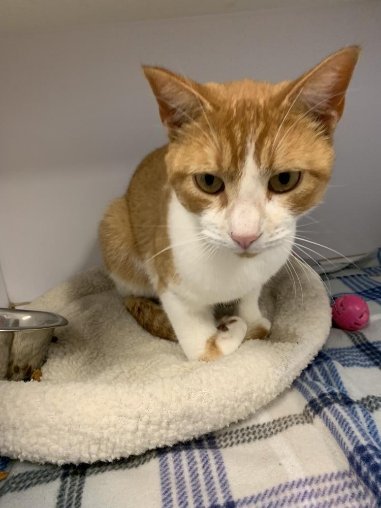 Ouija, Adopted, Adult Male Domestic Short Hair.