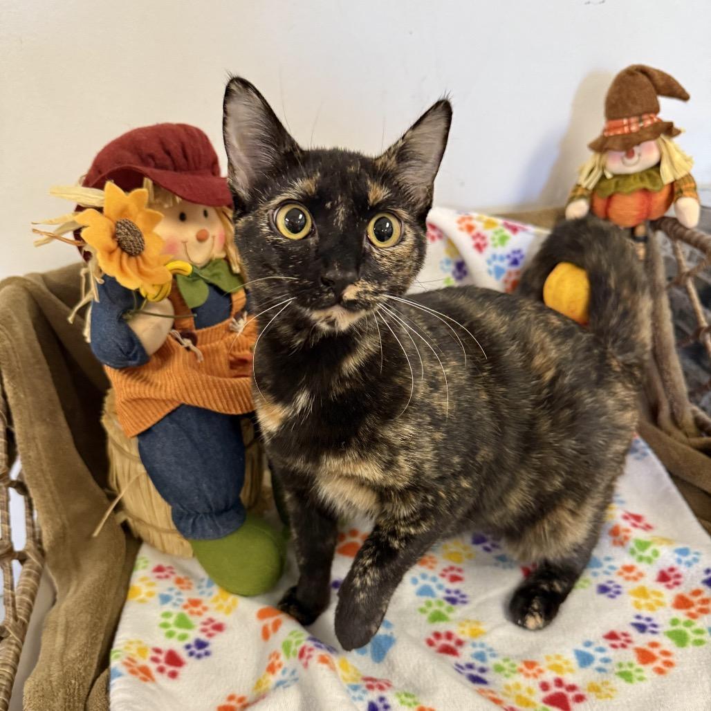 Petunia, Adoptable, Young Female Domestic Short Hair.