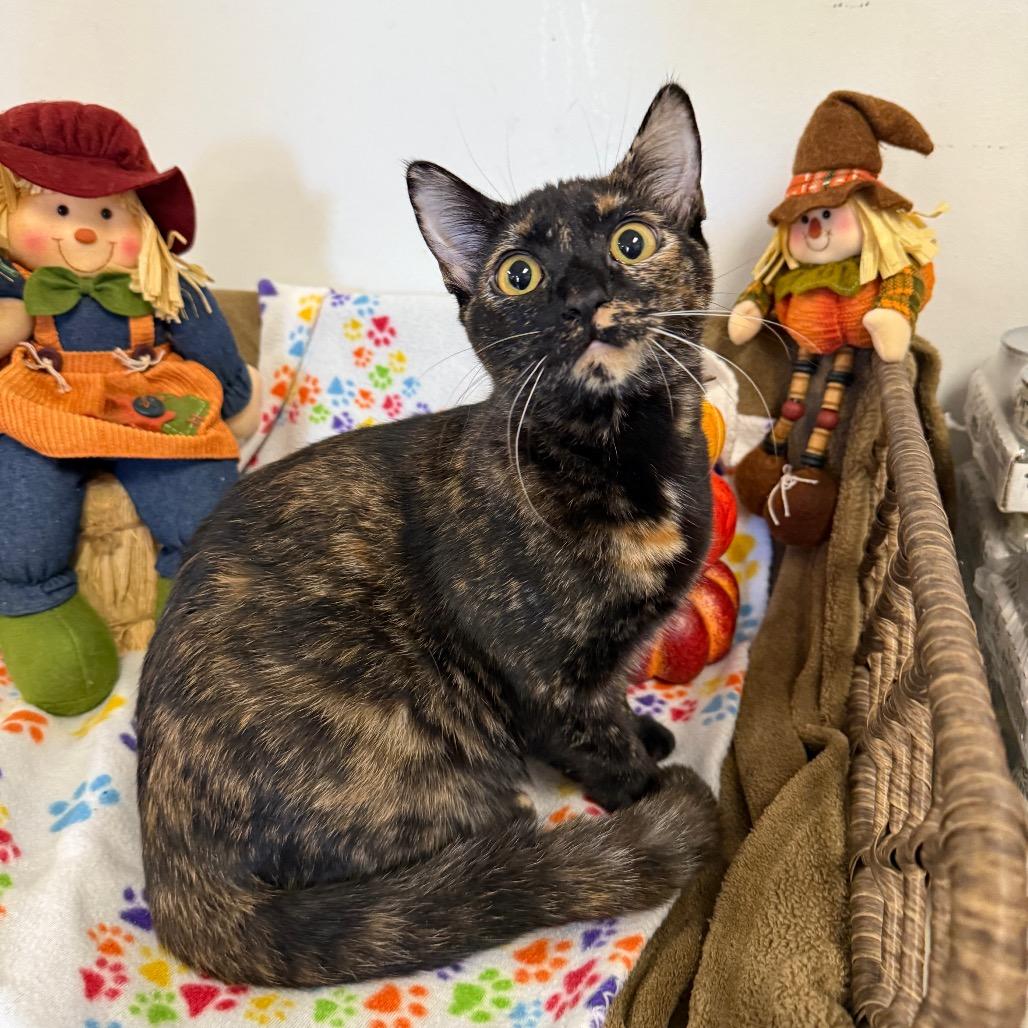 Petunia, a Adoptable Domestic Short Hair in Houston, TX image 2/2
