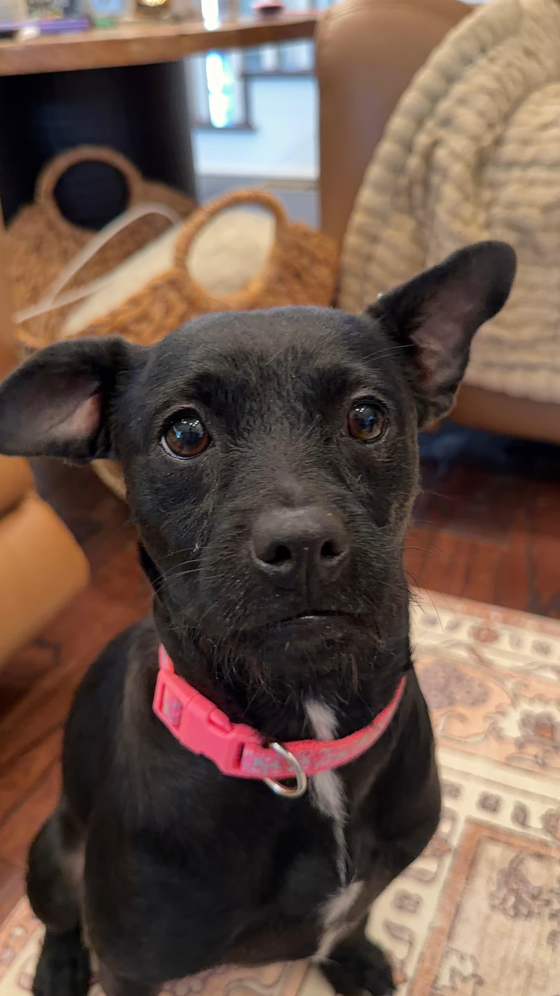 Weezy, adopted, Young Female Mixed Breed.