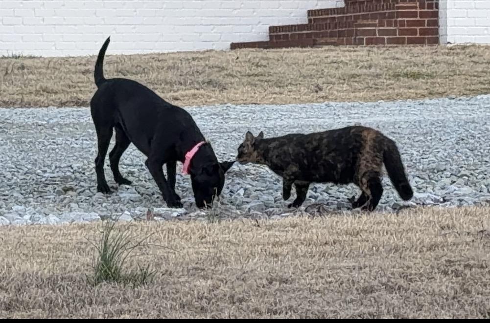 Enlarge Weezy, an adopted mixed breed in Pembroke, MA image 4/4