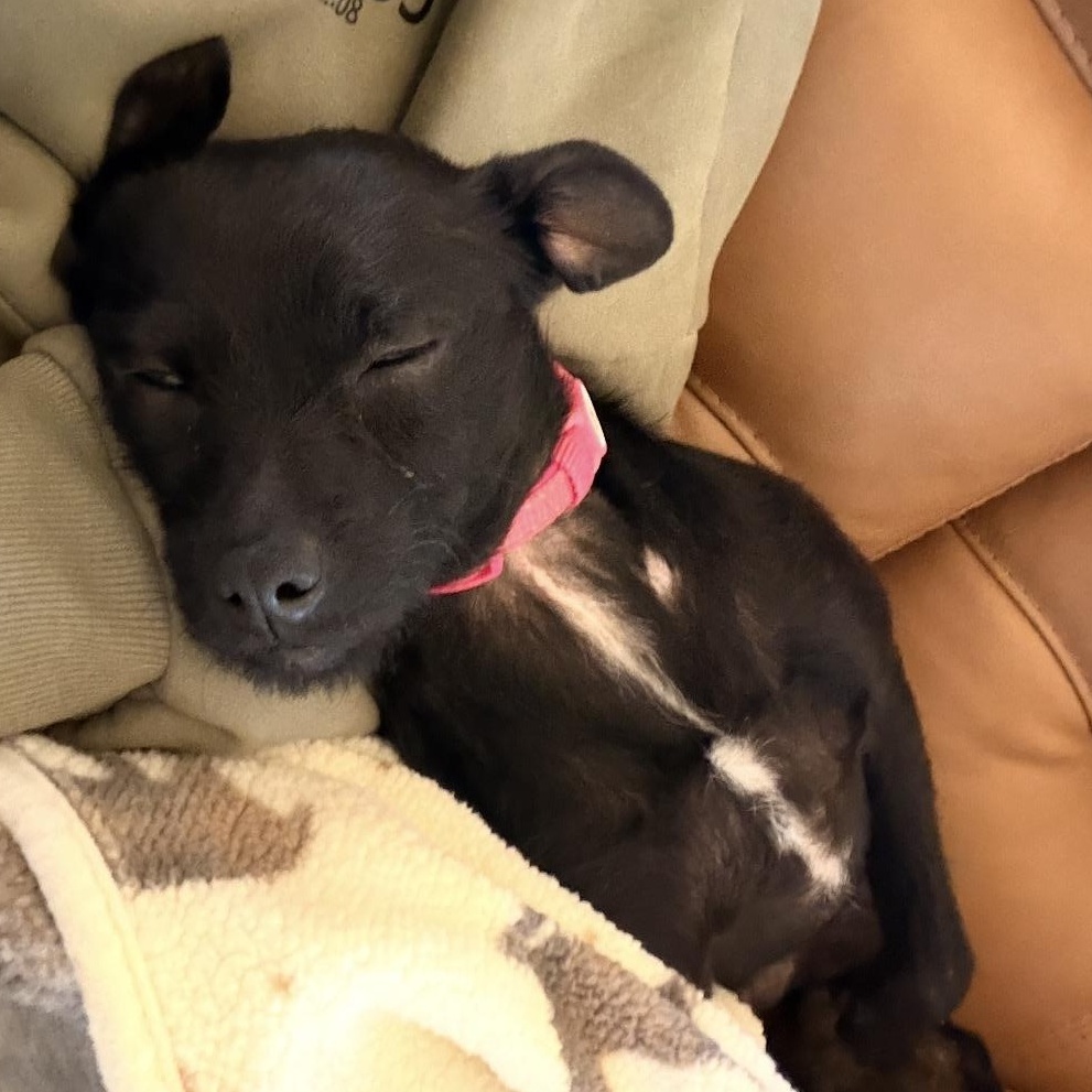 Enlarge Weezy, an adopted mixed breed in Pembroke, MA image 3/4