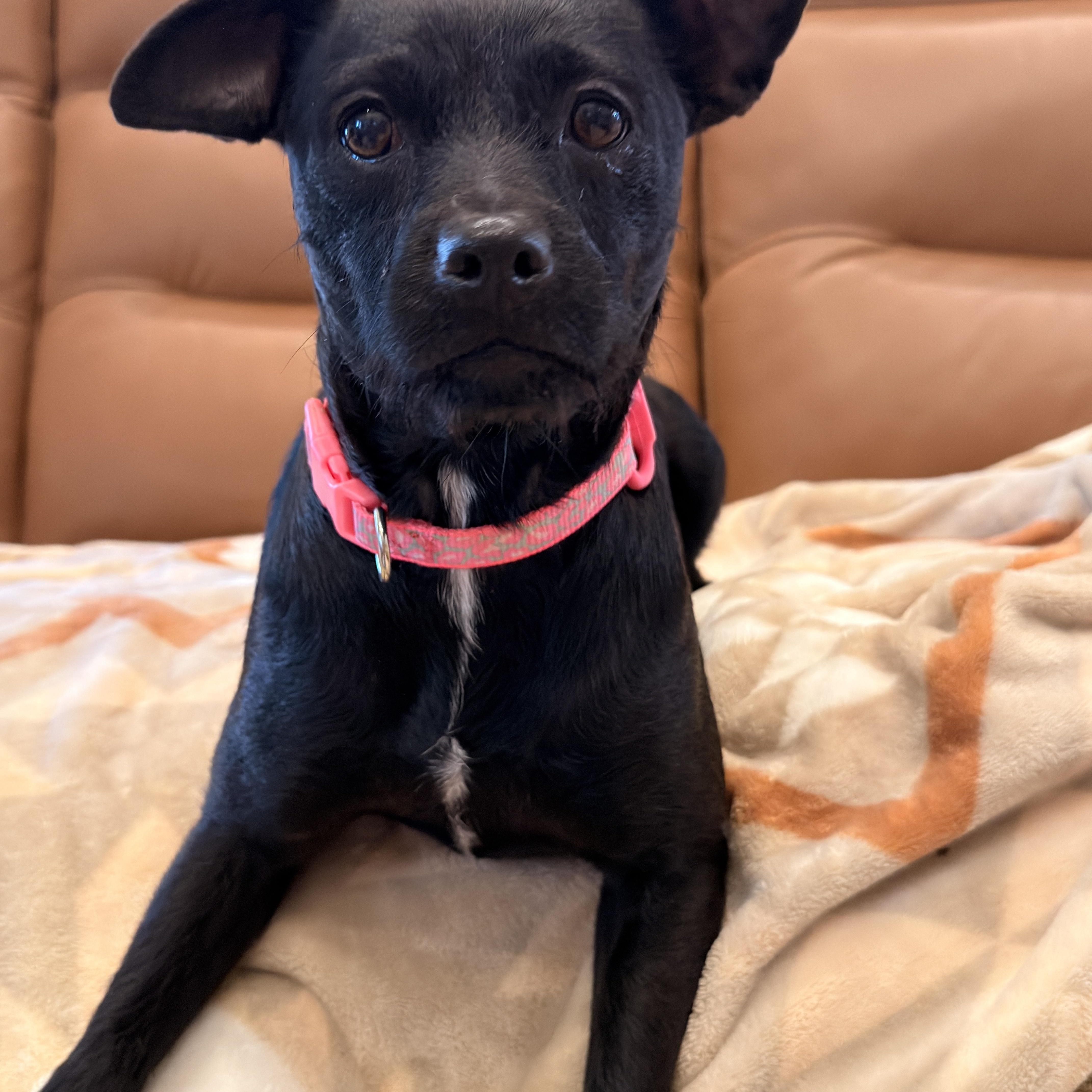 Enlarge Weezy, an adopted mixed breed in Pembroke, MA image 2/4