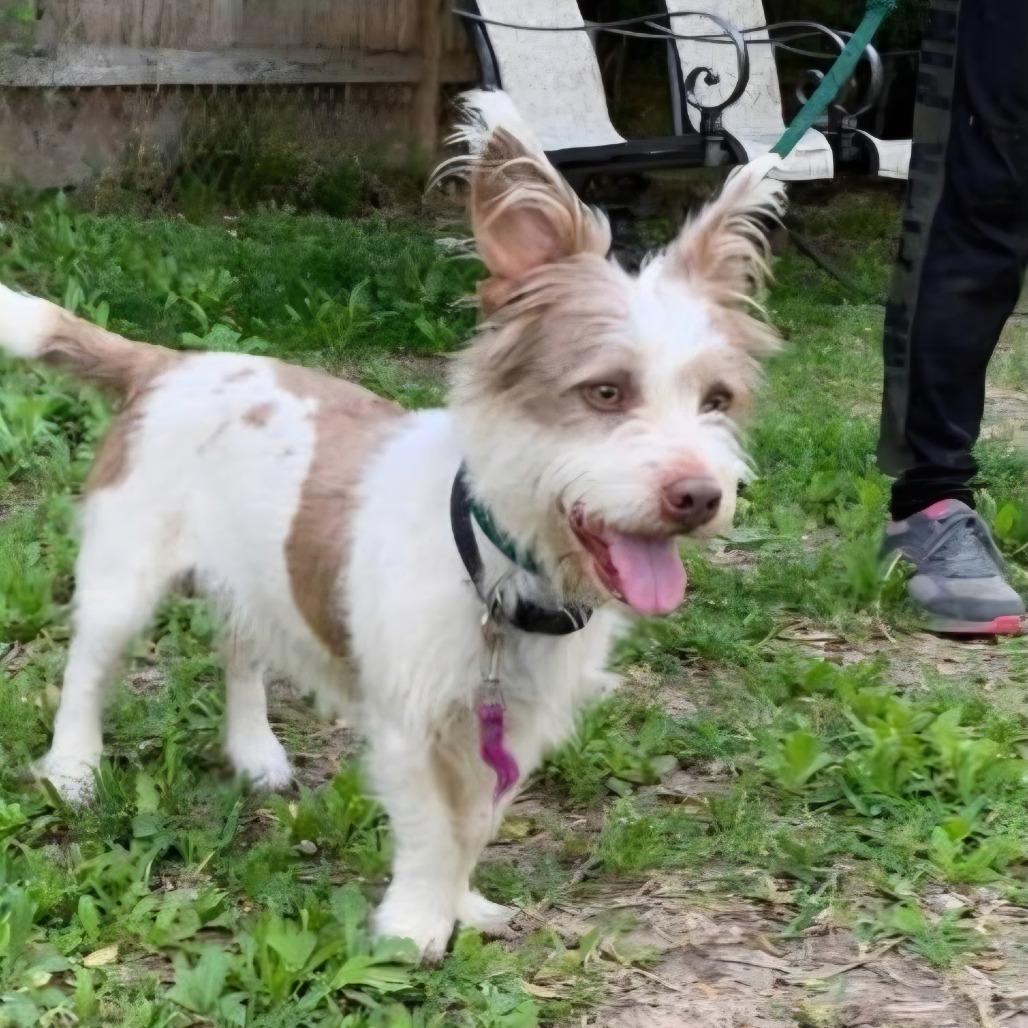 Enlarge Aston, a Adoptable mixed breed in Houston, TX image 2/4