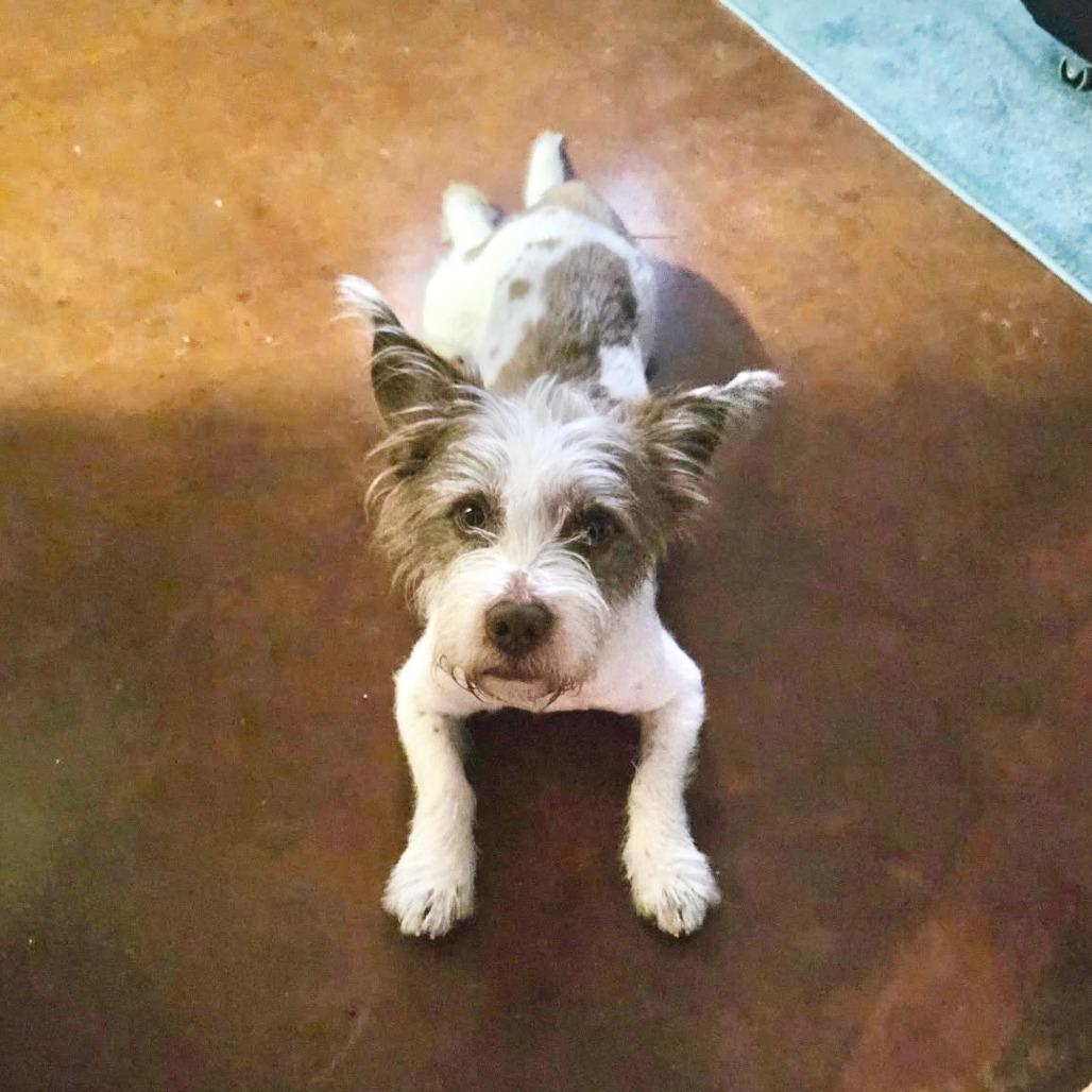 Enlarge Aston, a Adoptable mixed breed in Houston, TX image 3/4