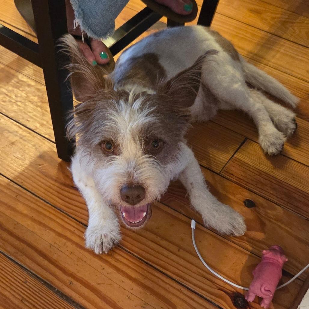 Enlarge Aston, a Adoptable mixed breed in Houston, TX image 4/4