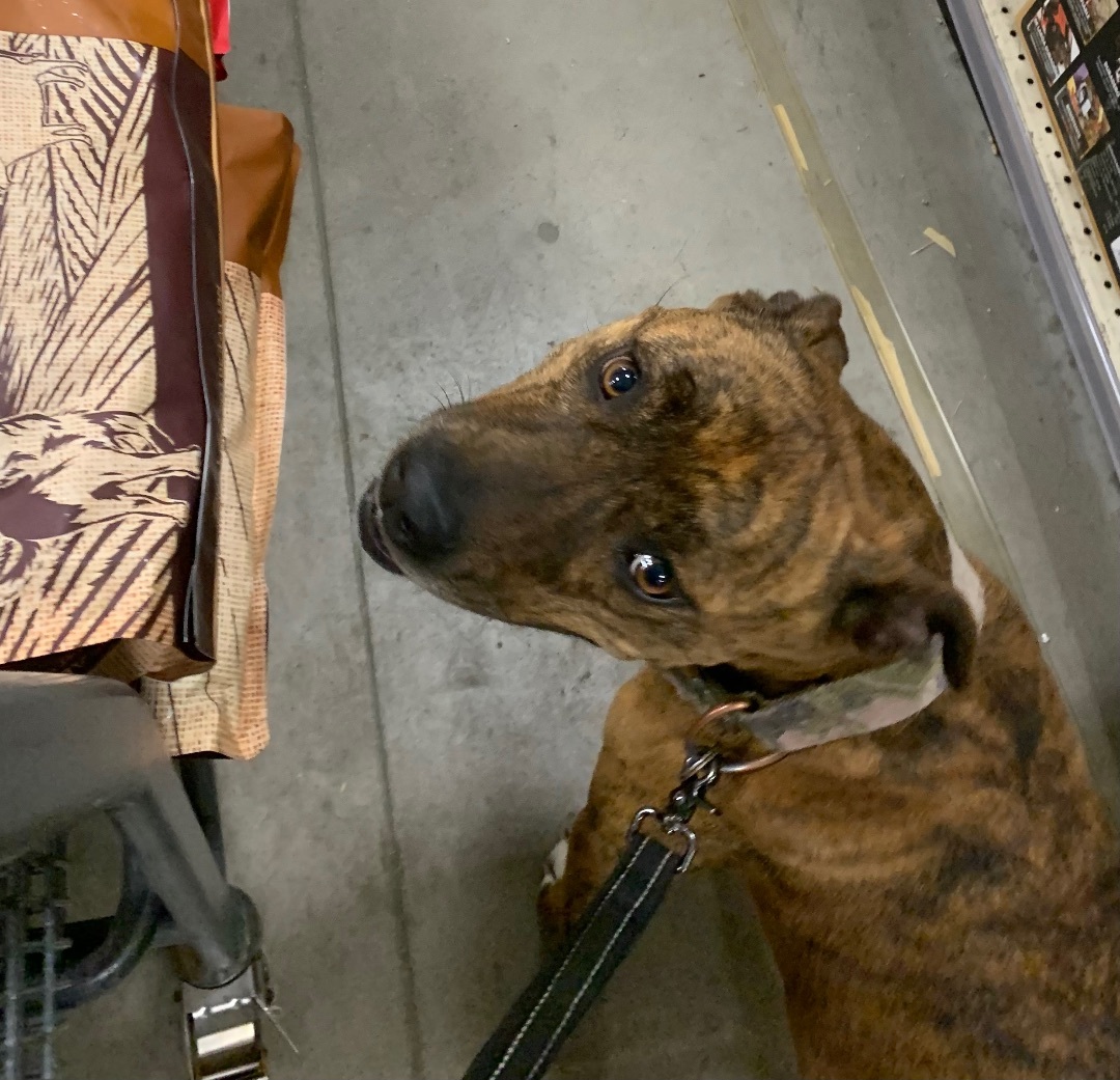 Enlarge Penny, a Adoptable mixed breed in Anna, TX image 1/6