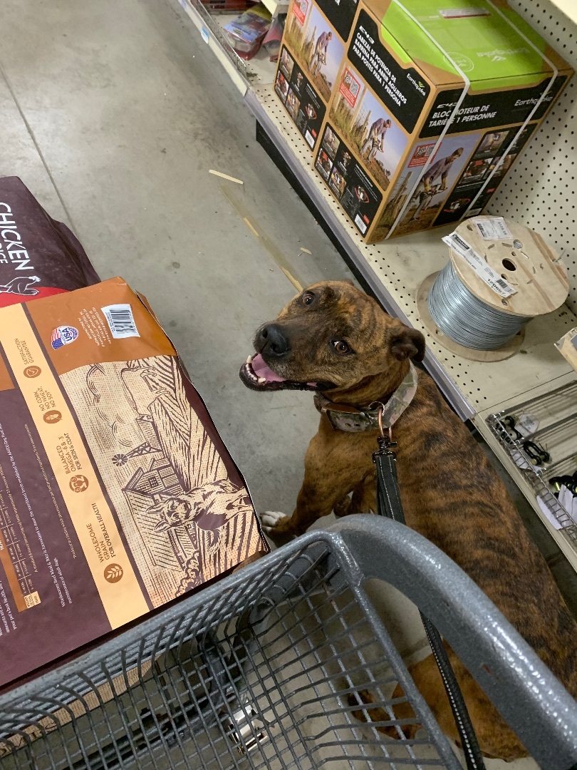 Enlarge Penny, a Adoptable mixed breed in Anna, TX image 5/6