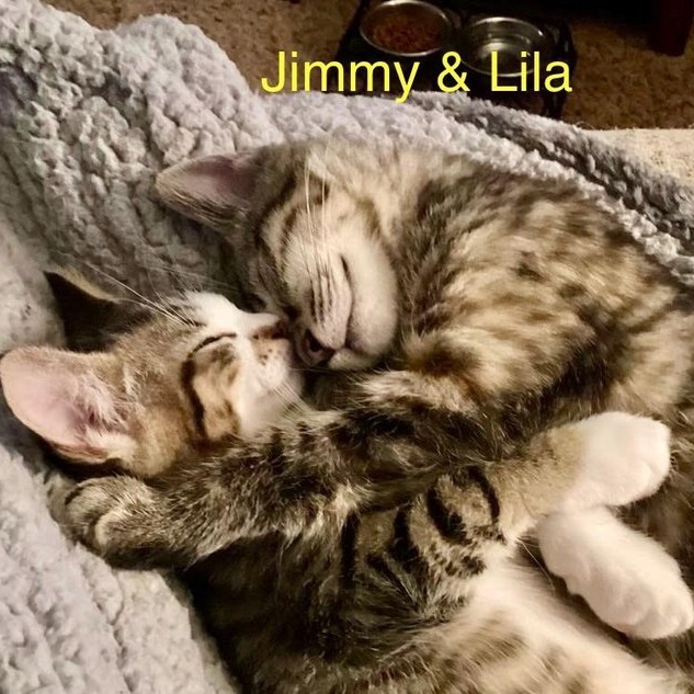 Cat for adoption Foster Jimmy and Lila, a Domestic Short Hair & Tiger Mix in Batavia, NY