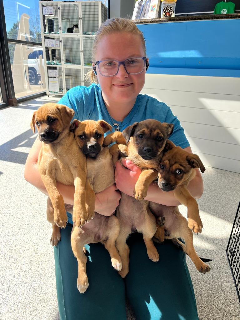 Enlarge Collette, an adopted mixed breed in Tyler, TX image 4/4